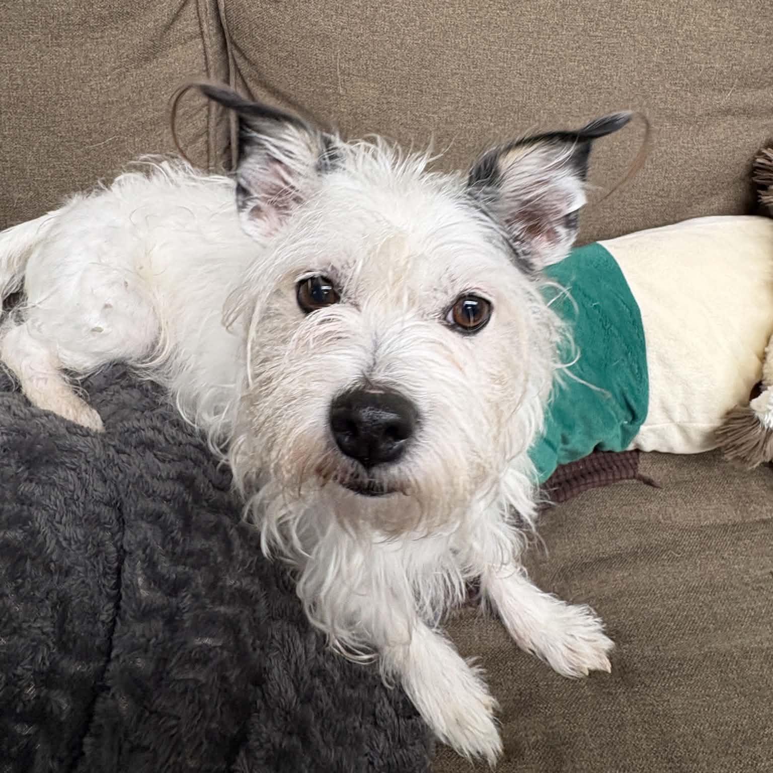 Sprocket, an adopted mixed breed in Normal, IL image 4/5