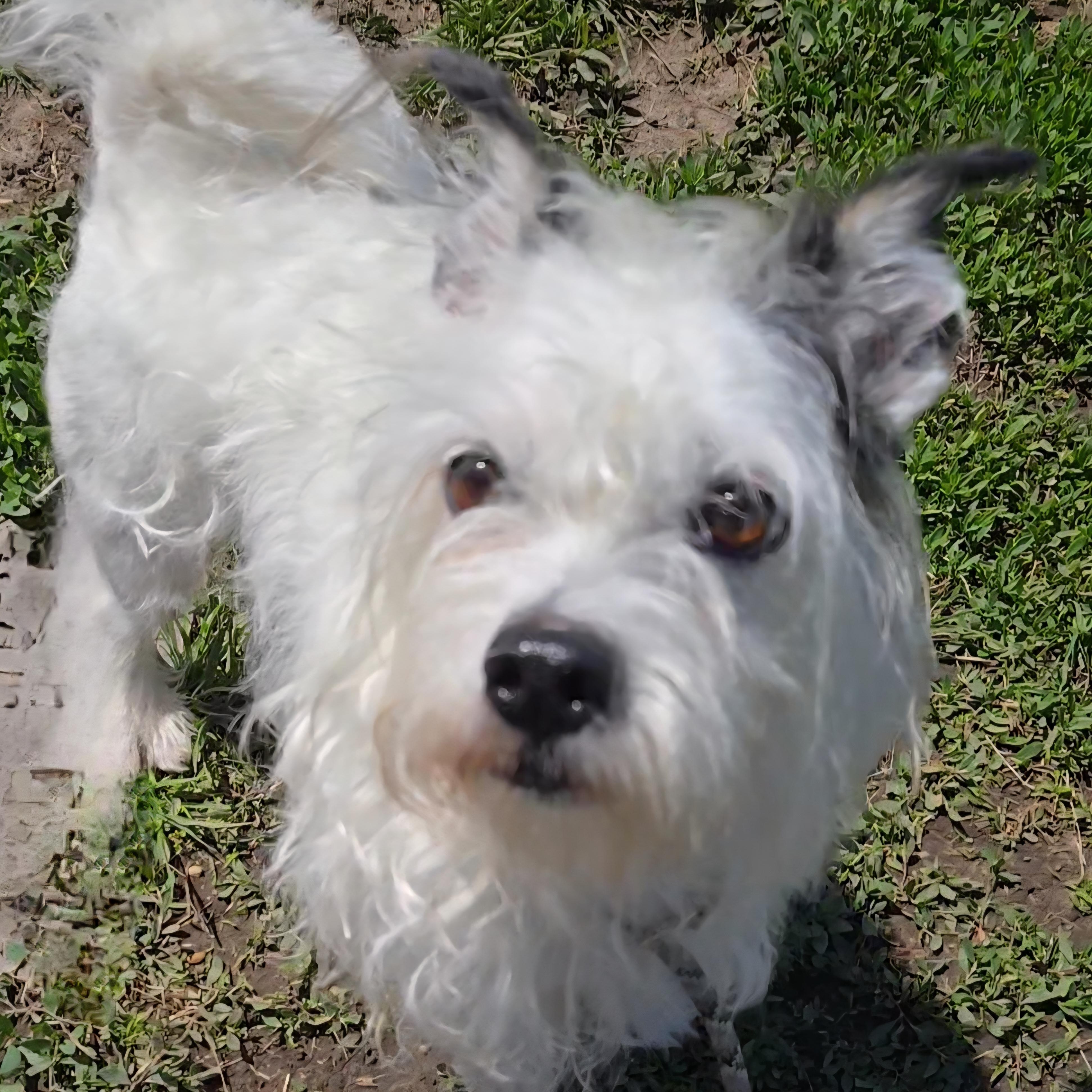 Sprocket, an adopted mixed breed in Normal, IL image 3/5