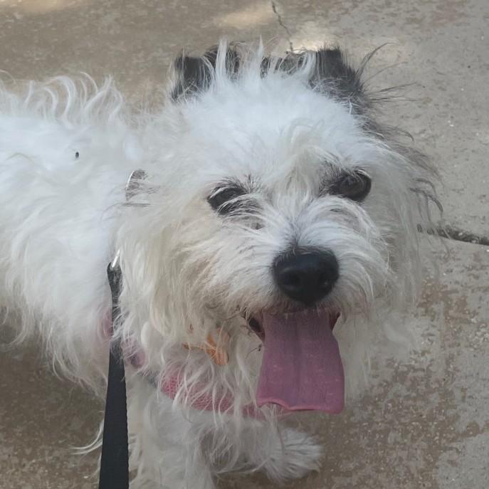 Sprocket, an adopted mixed breed in Normal, IL image 1/5