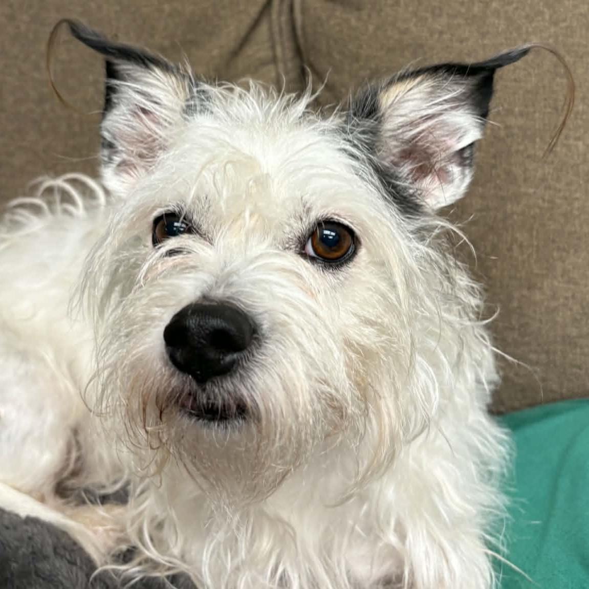 Sprocket, an adopted mixed breed in Normal, IL image 2/5