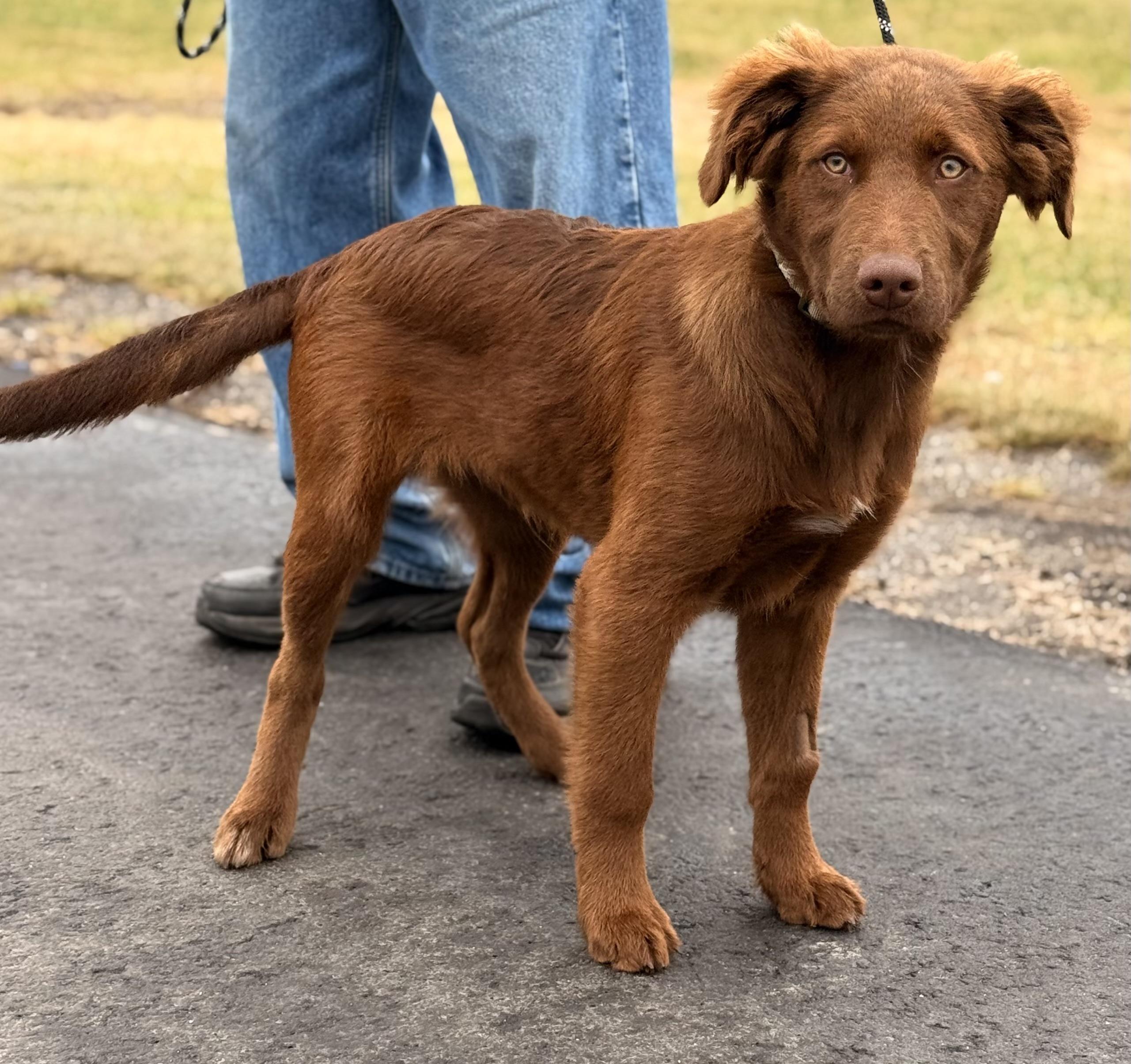 Enlarge Teddy , an adopted mixed breed in Pottsville, PA image 1/1