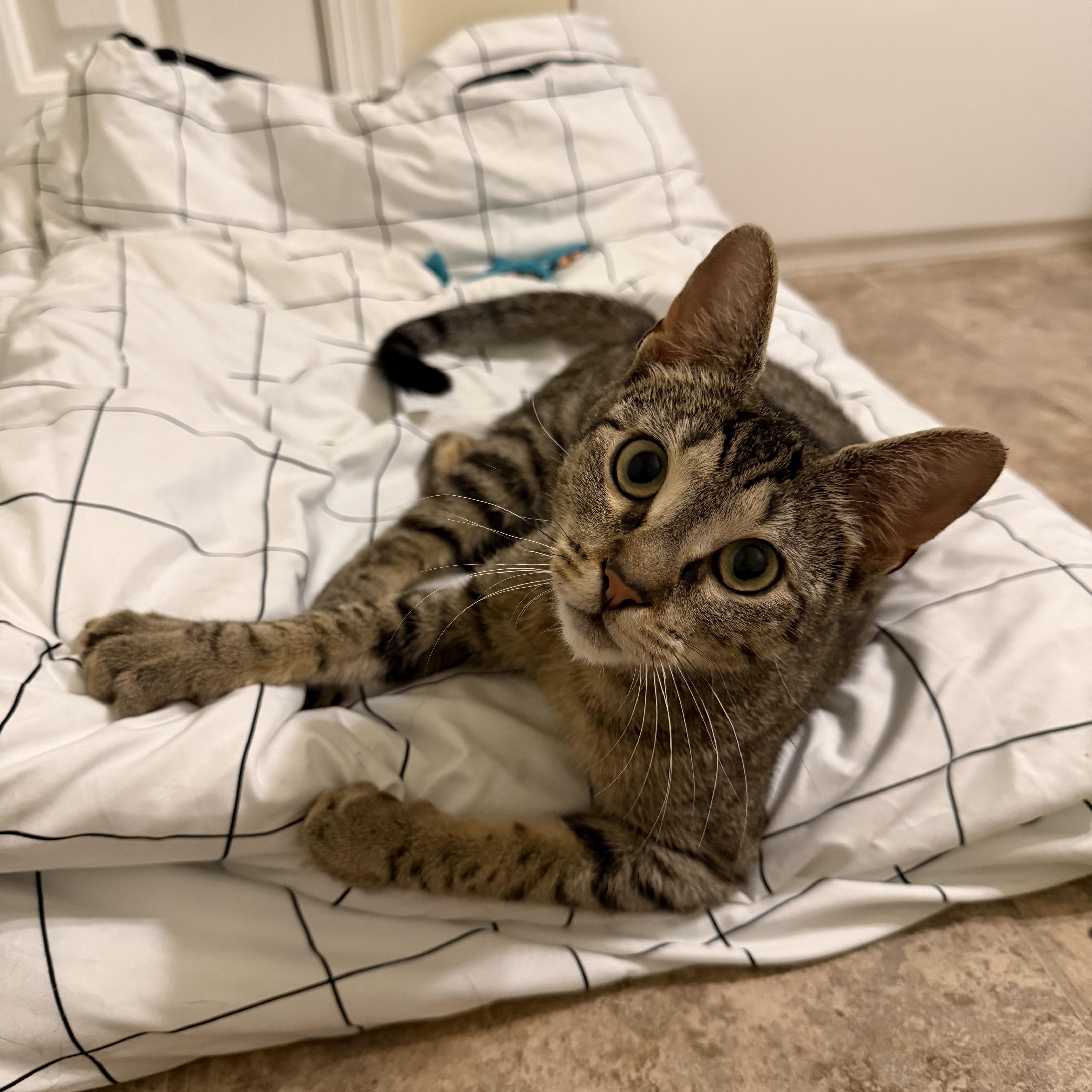 Enlarge Minnie May, a Adoptable Domestic Short Hair in Philadelphia, PA image 3/3