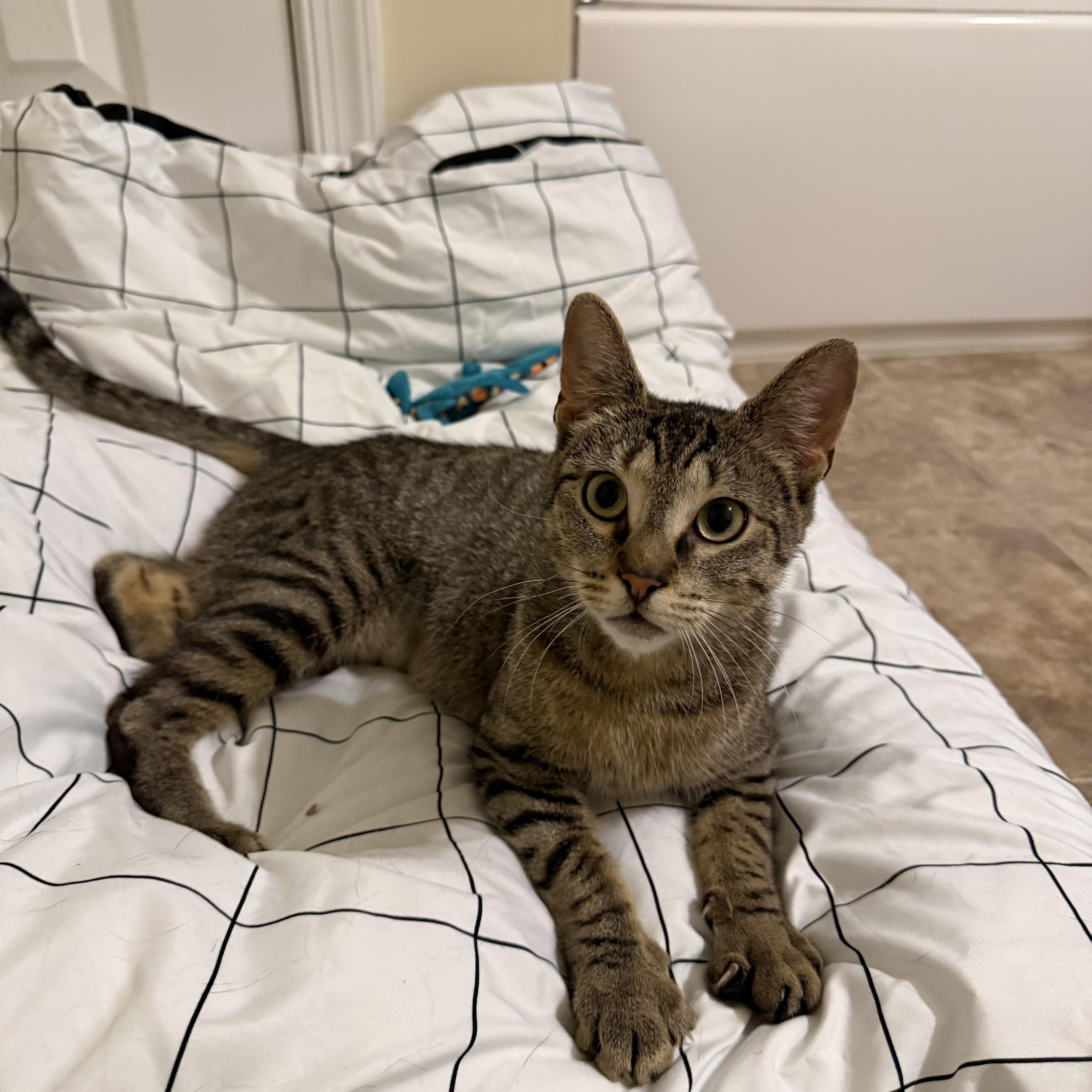 Enlarge Minnie May, a Adoptable Domestic Short Hair in Philadelphia, PA image 2/3