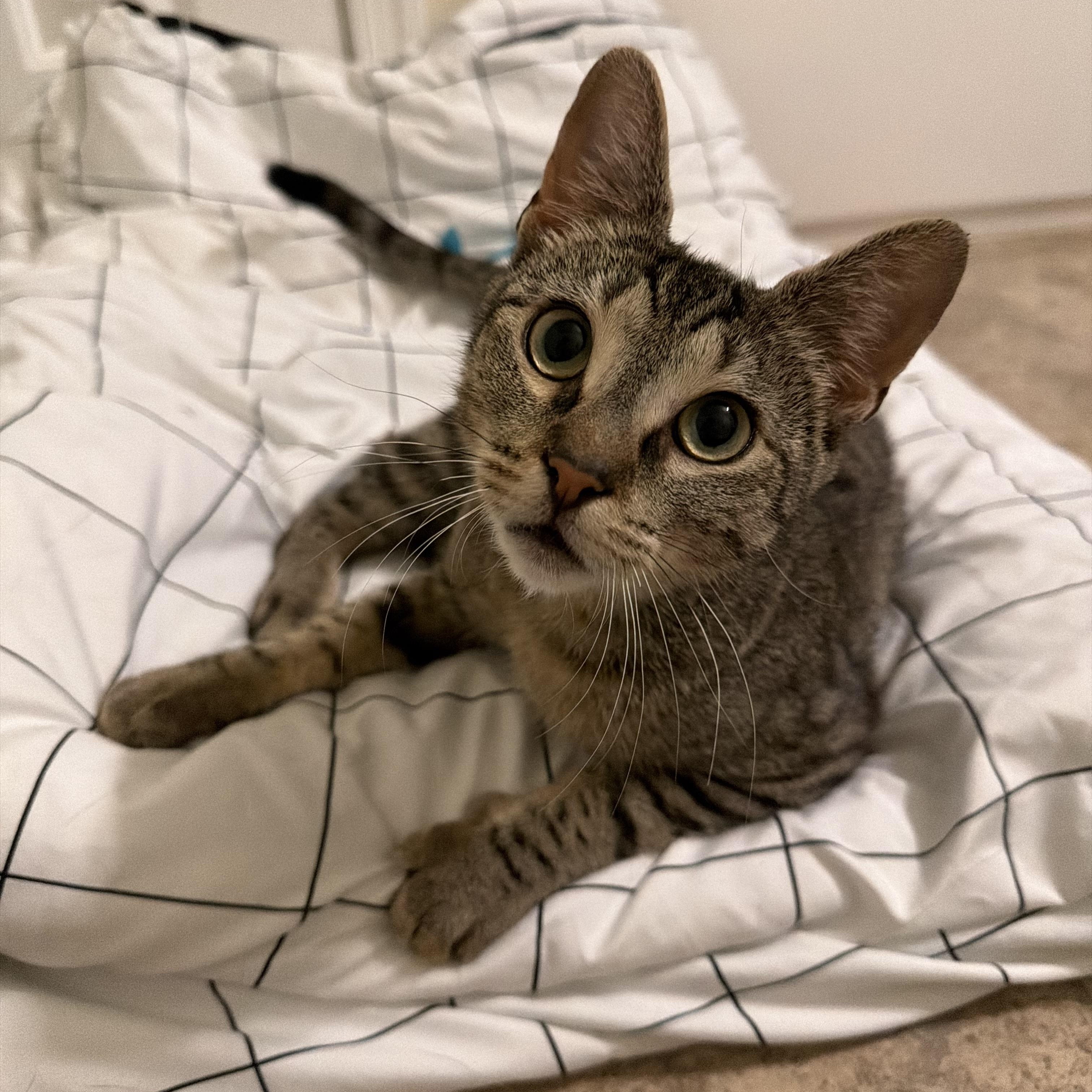 Enlarge Minnie May, a Adoptable Domestic Short Hair in Philadelphia, PA image 1/3