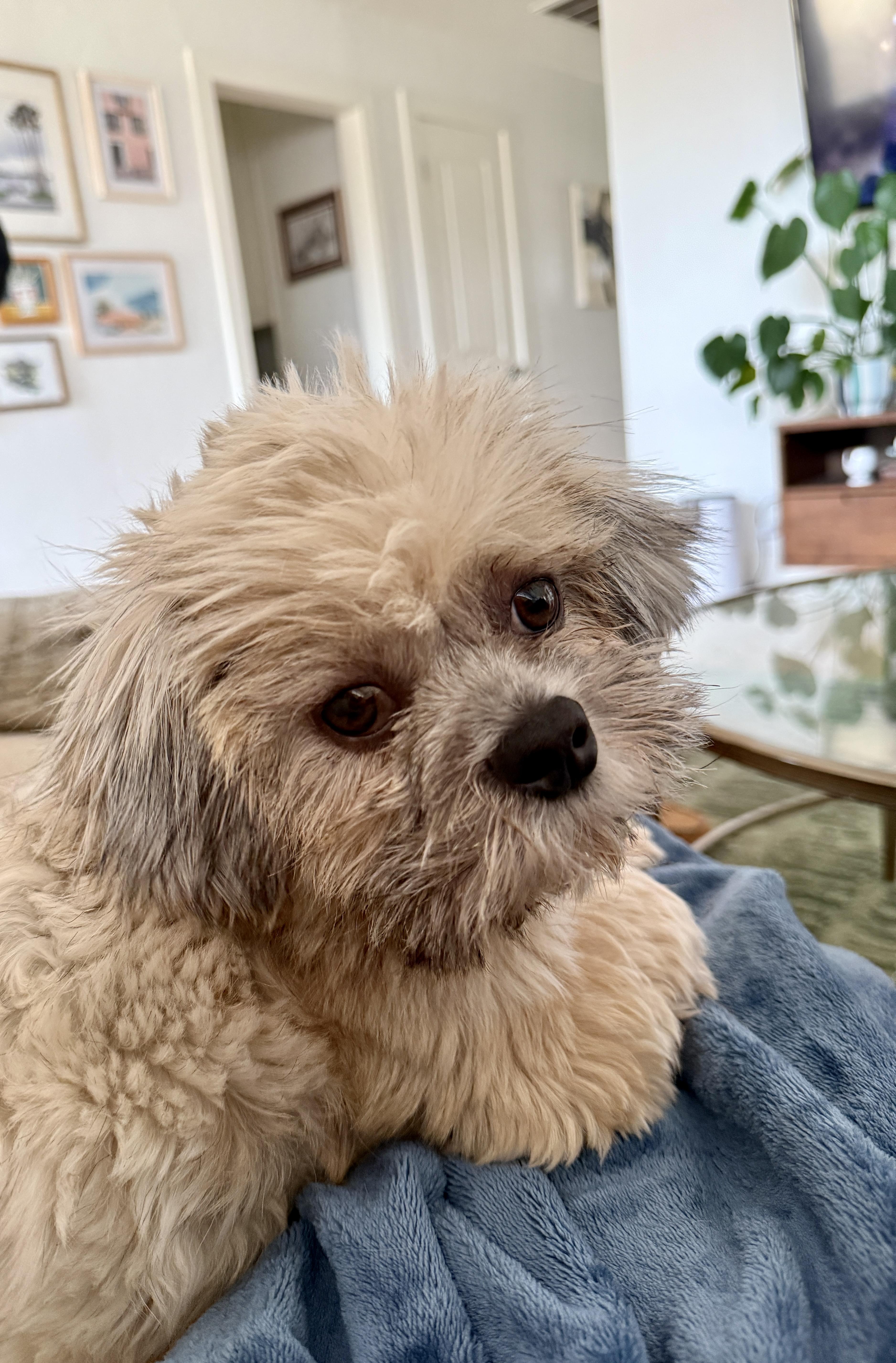 Enlarge Tyler , an adopted Lhasa Apso in Edmond, OK image 3/6