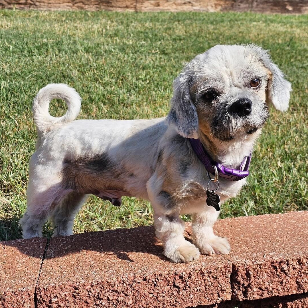 Tyler , adopted, Adult Male Lhasa Apso.