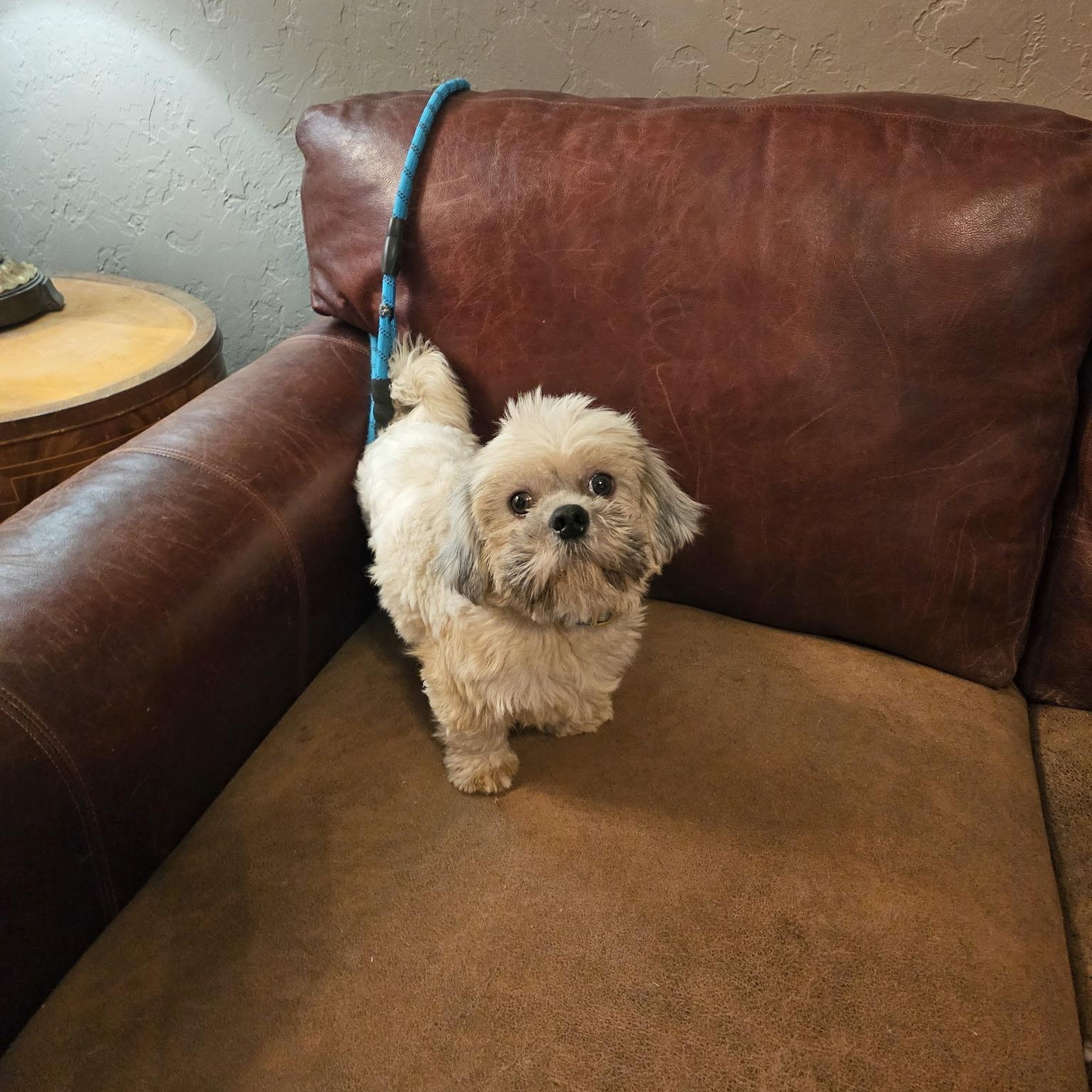 Enlarge Tyler , an adopted Lhasa Apso in Edmond, OK image 6/6