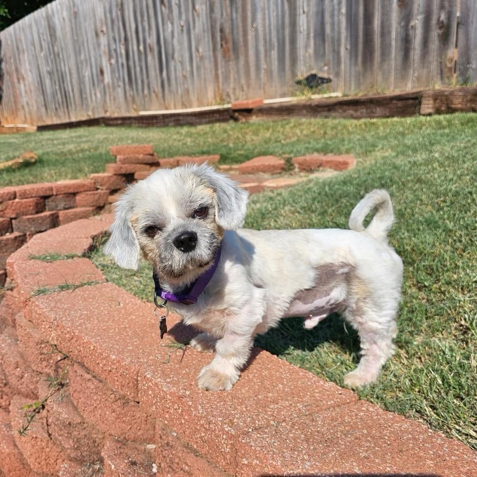 Enlarge Tyler , an adopted Lhasa Apso in Edmond, OK image 2/6