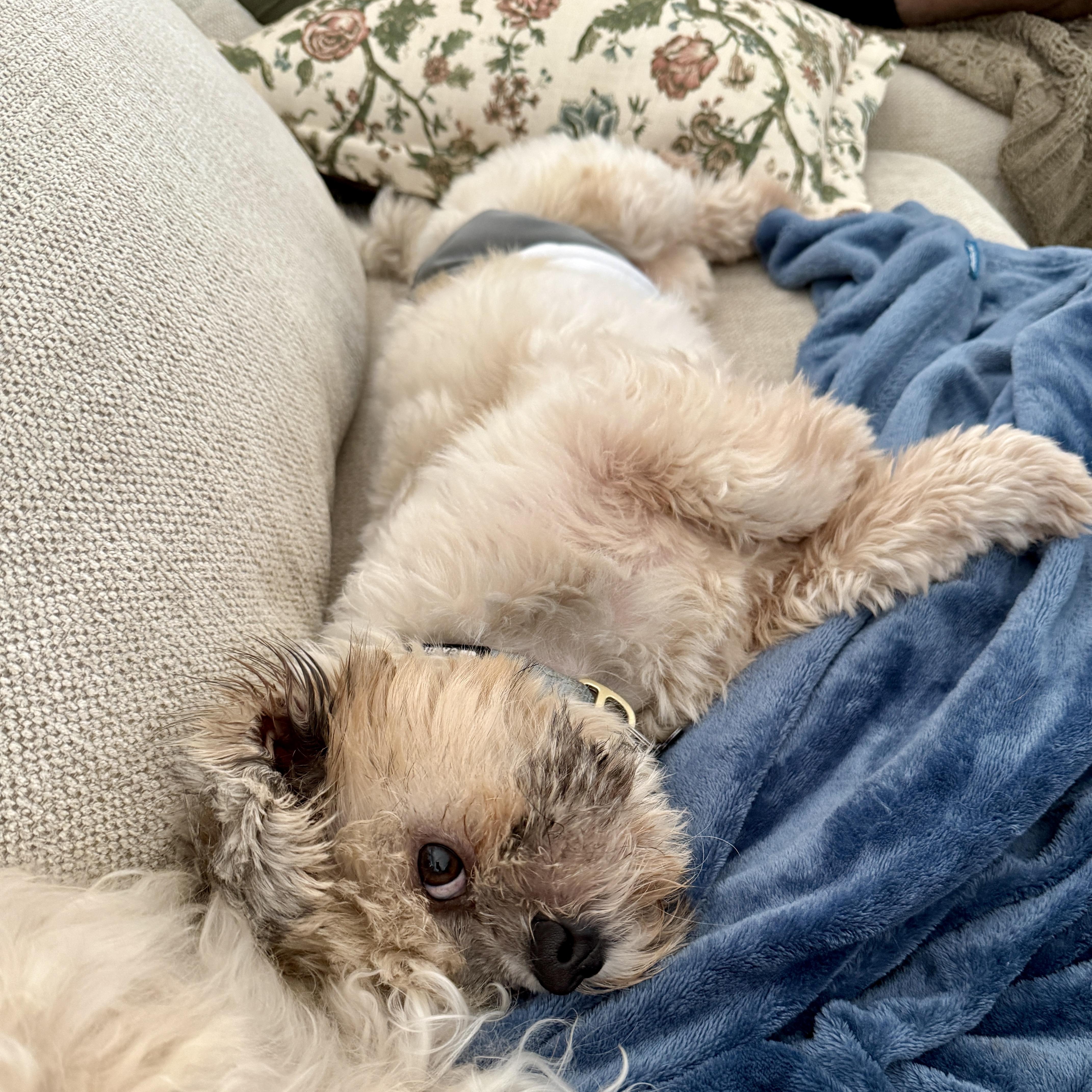 Enlarge Tyler , an adopted Lhasa Apso in Edmond, OK image 5/6