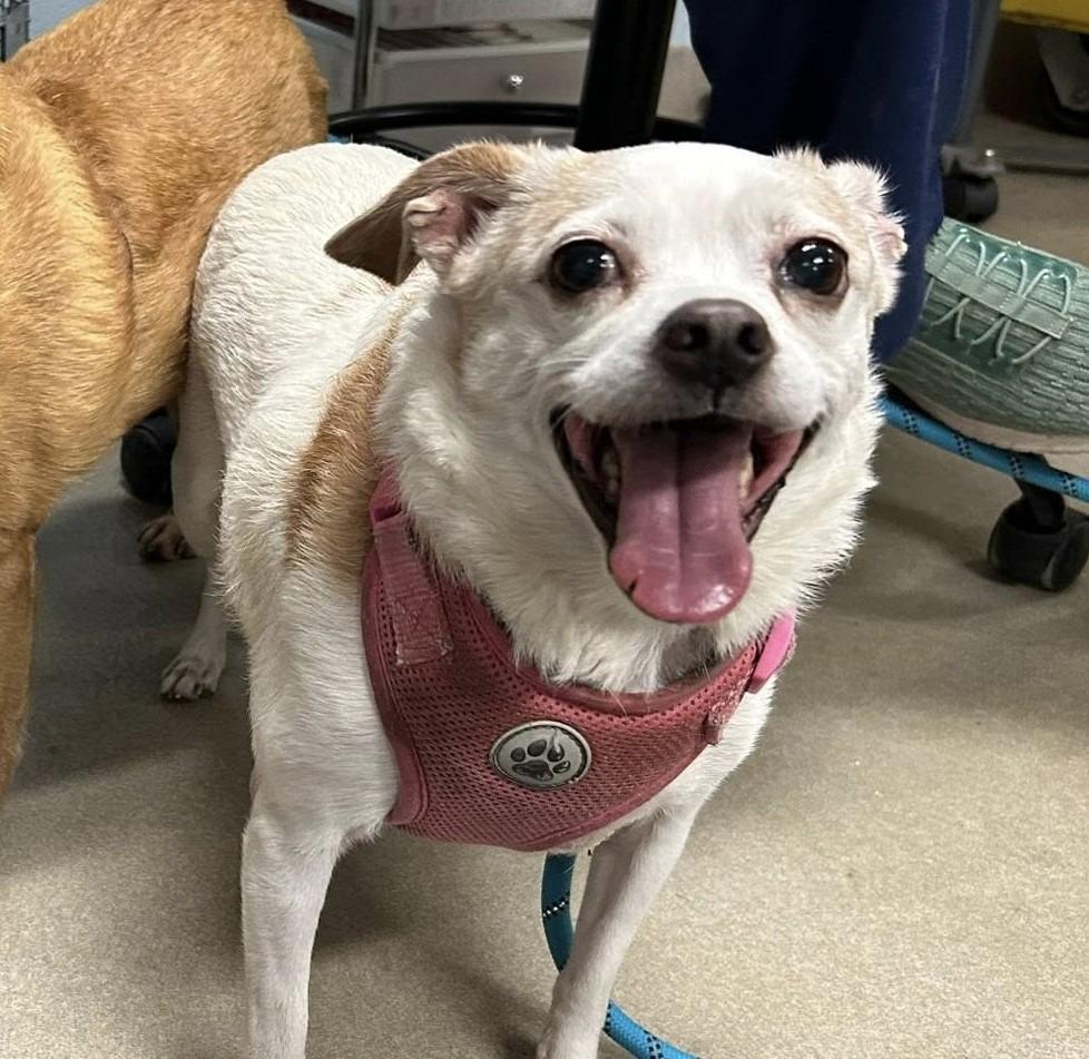 Enlarge Lucy, a Adoptable mixed breed in Severn, MD image 3/4