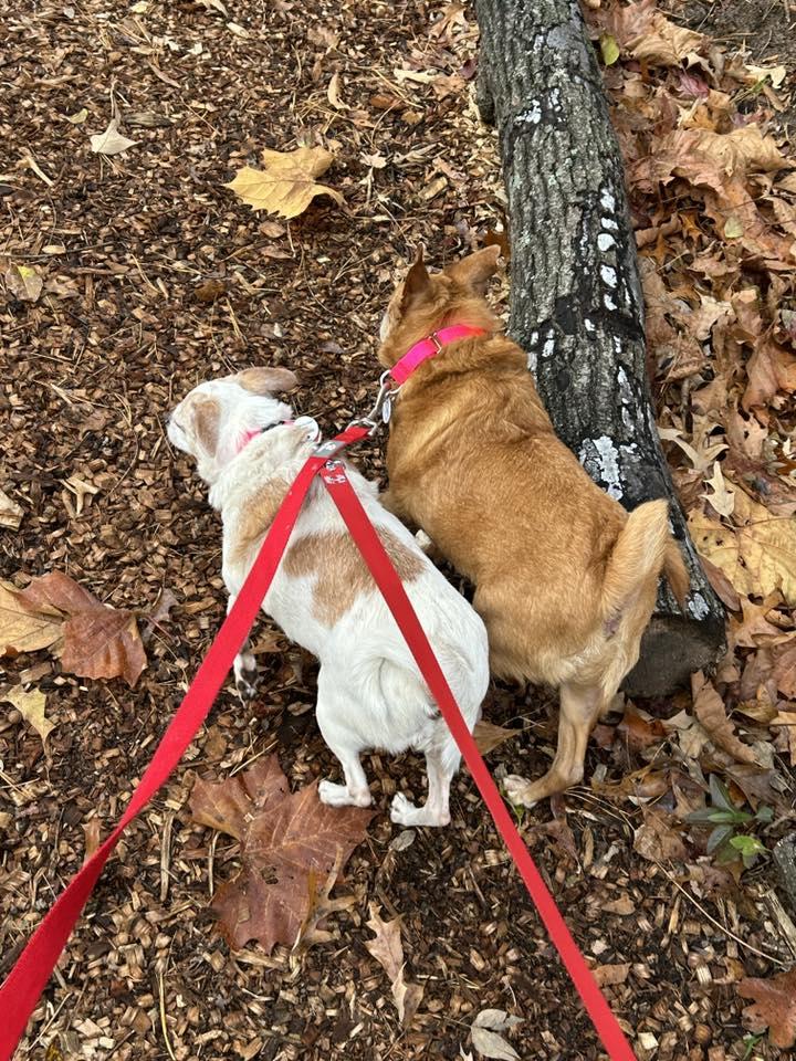 Lucy (Bonded Pair w/ Bentley)