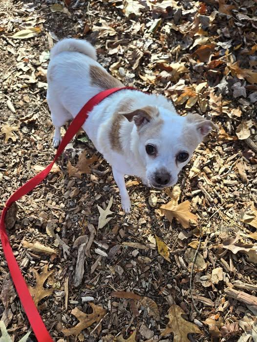 Enlarge Lucy, a Adoptable mixed breed in Severn, MD image 2/4