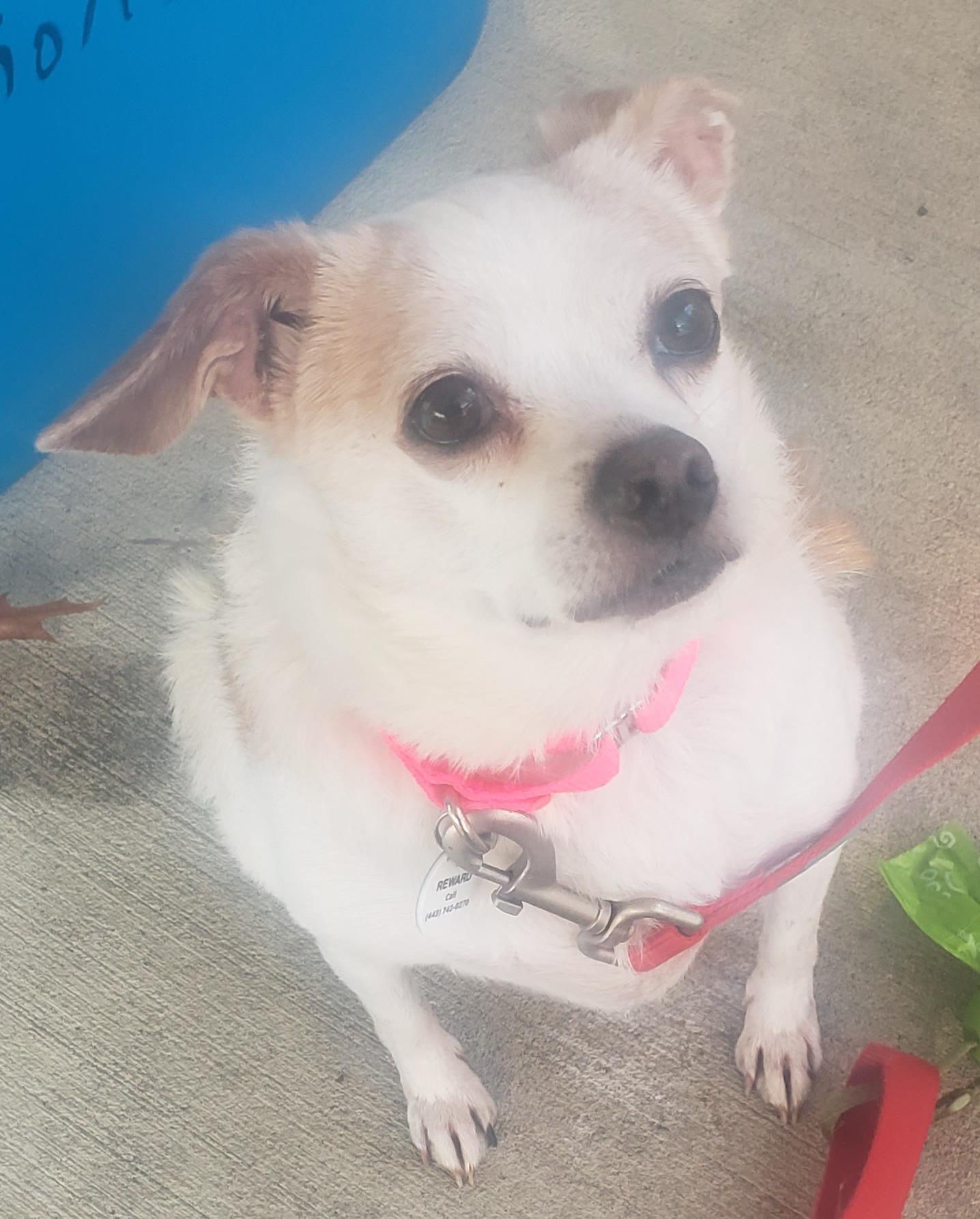 Enlarge Lucy, a Adoptable mixed breed in Severn, MD image 1/4