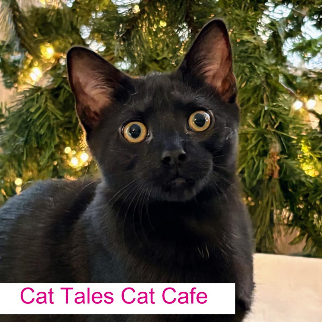 Enlarge Lock, a Adoptable Domestic Short Hair in Chapel Hill, NC image 1/3