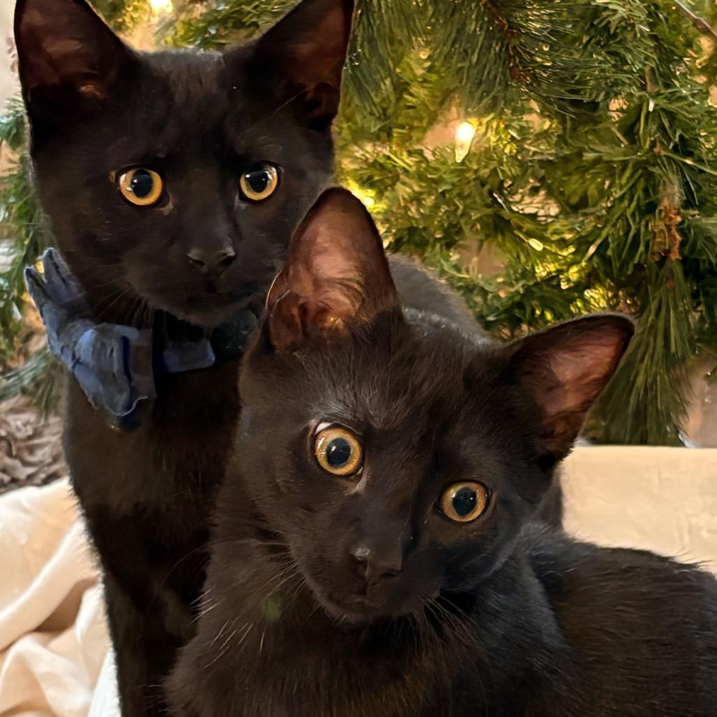 Enlarge Lock, a Adoptable Domestic Short Hair in Chapel Hill, NC image 3/3