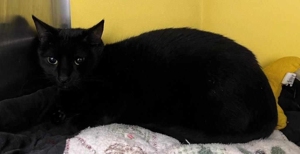 Itty Bitty, Adoptable, Adult Female Domestic Short Hair.