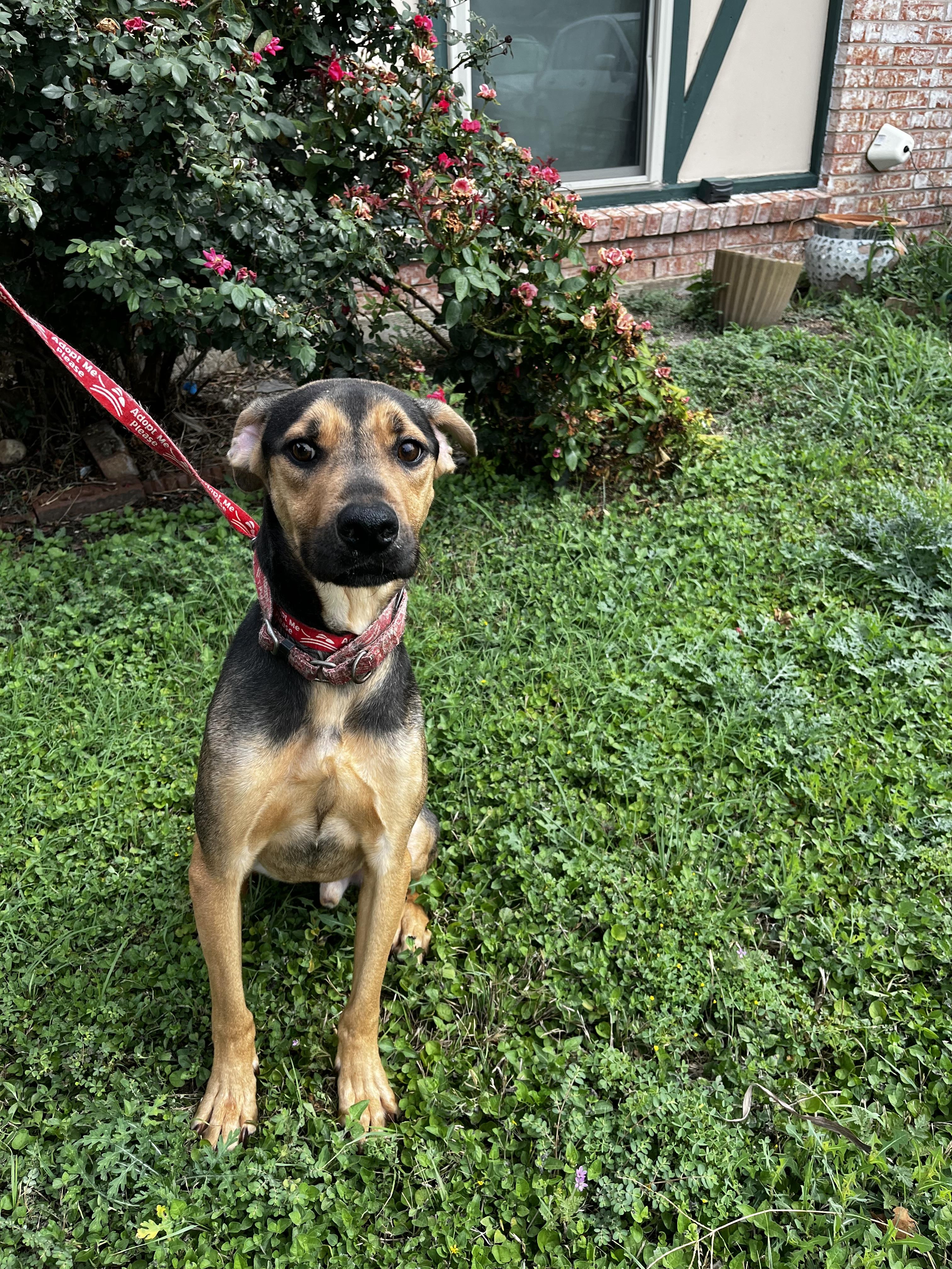 Kevin, Adoptable, Young Male German Shepherd Dog & Husky.