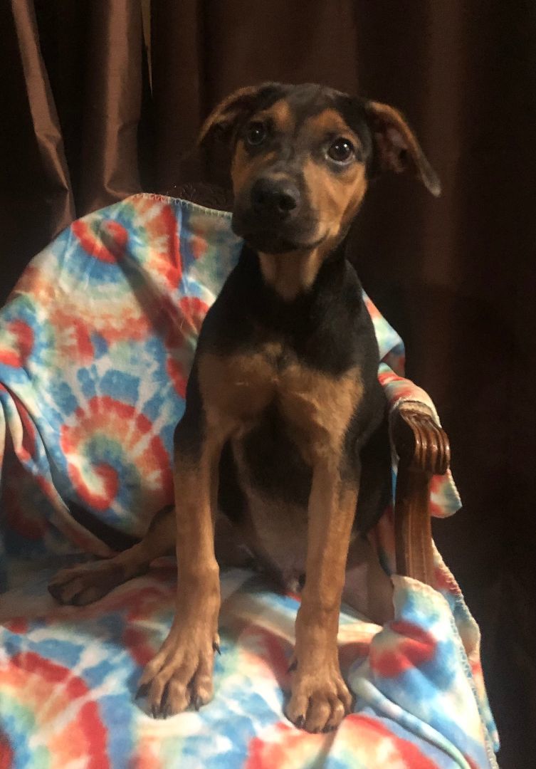 Kevin, a Adoptable mixed breed in White Settlement, TX image 2/3