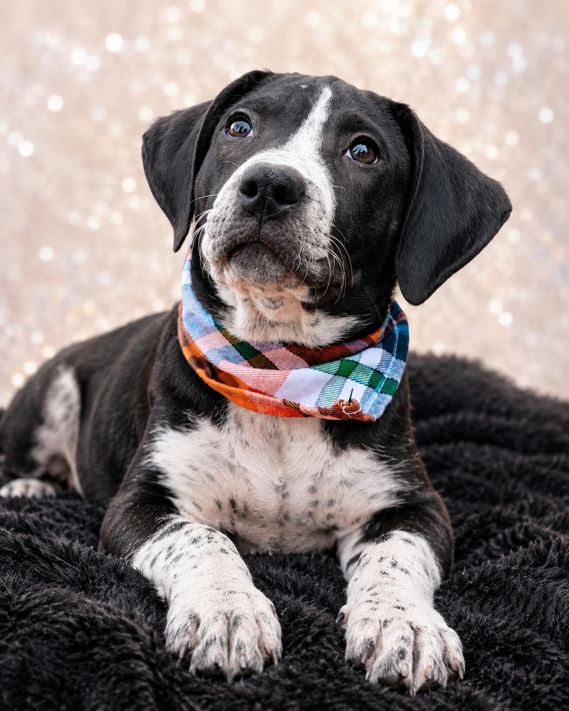 Enlarge June Bug, a ADOPTABLE mixed breed in Nahunta, GA image 2/3