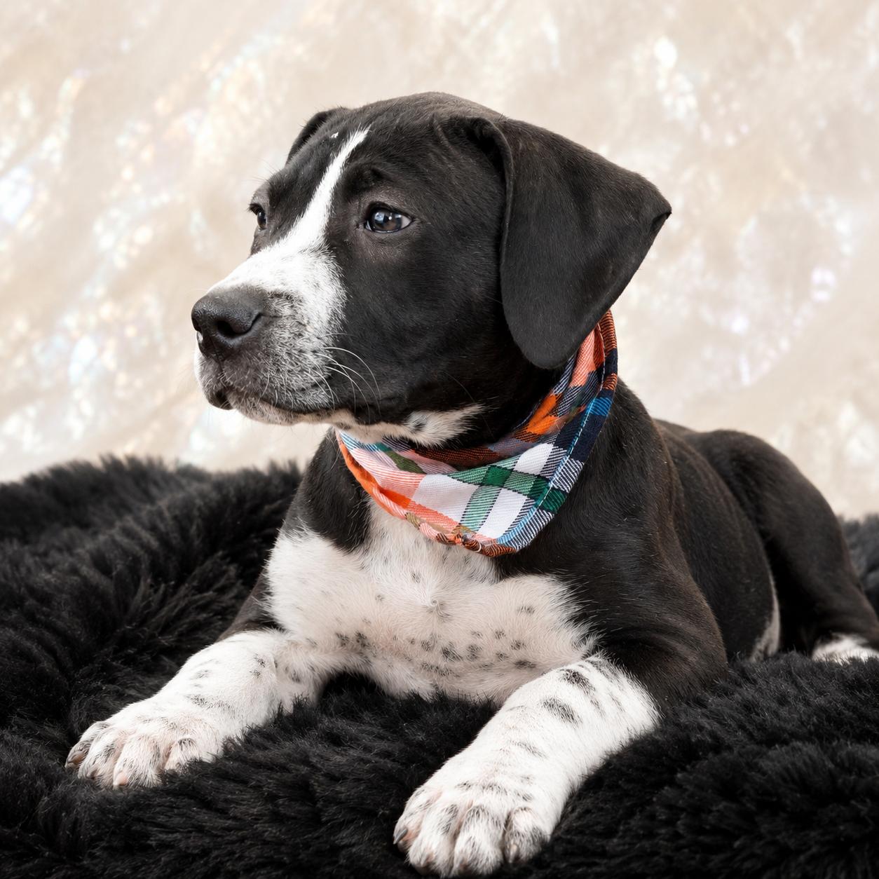 Enlarge June Bug, a ADOPTABLE mixed breed in Nahunta, GA image 3/3
