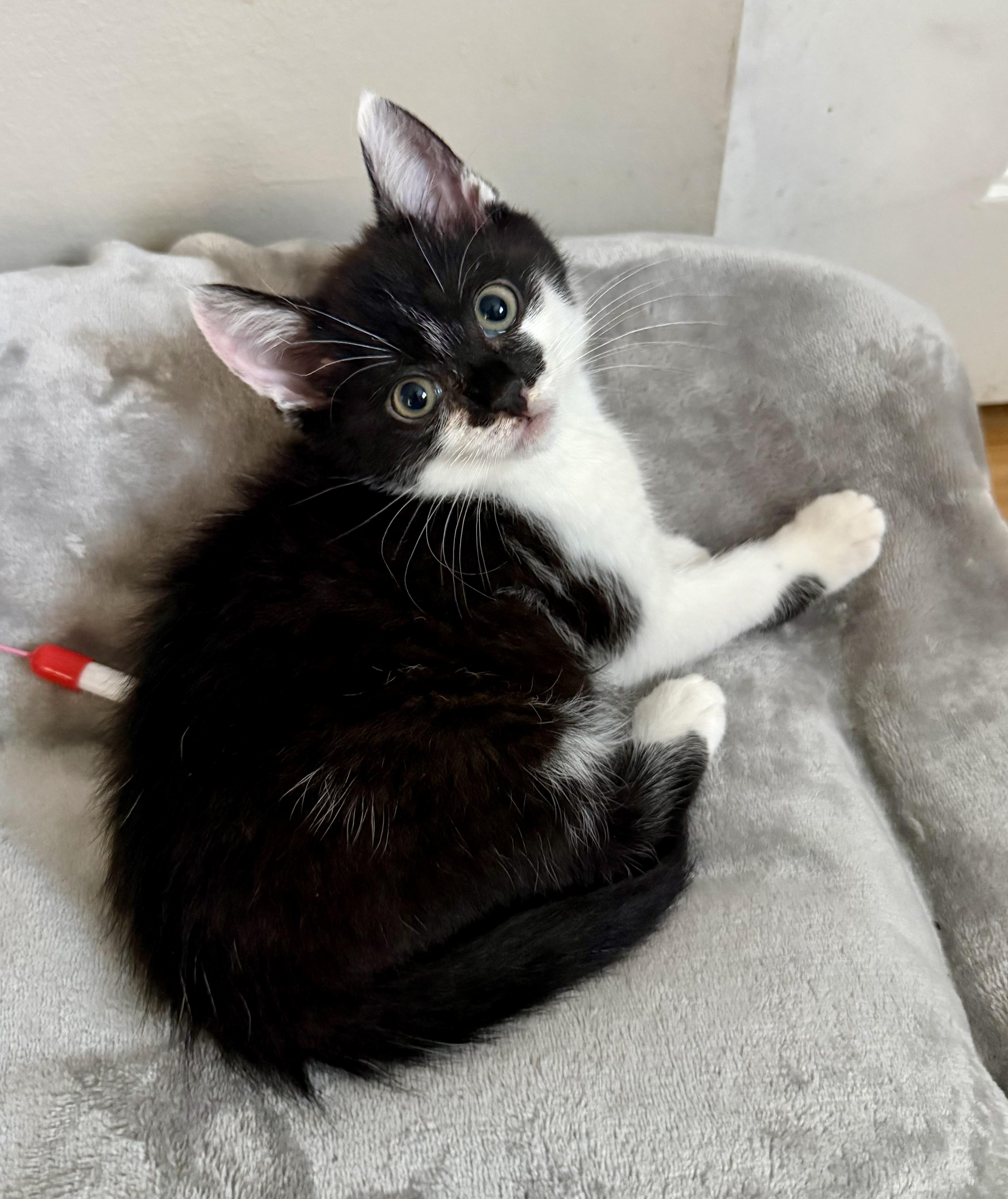 Enlarge Ulrick, an adopted mixed breed in Turnersville, NJ image 2/4