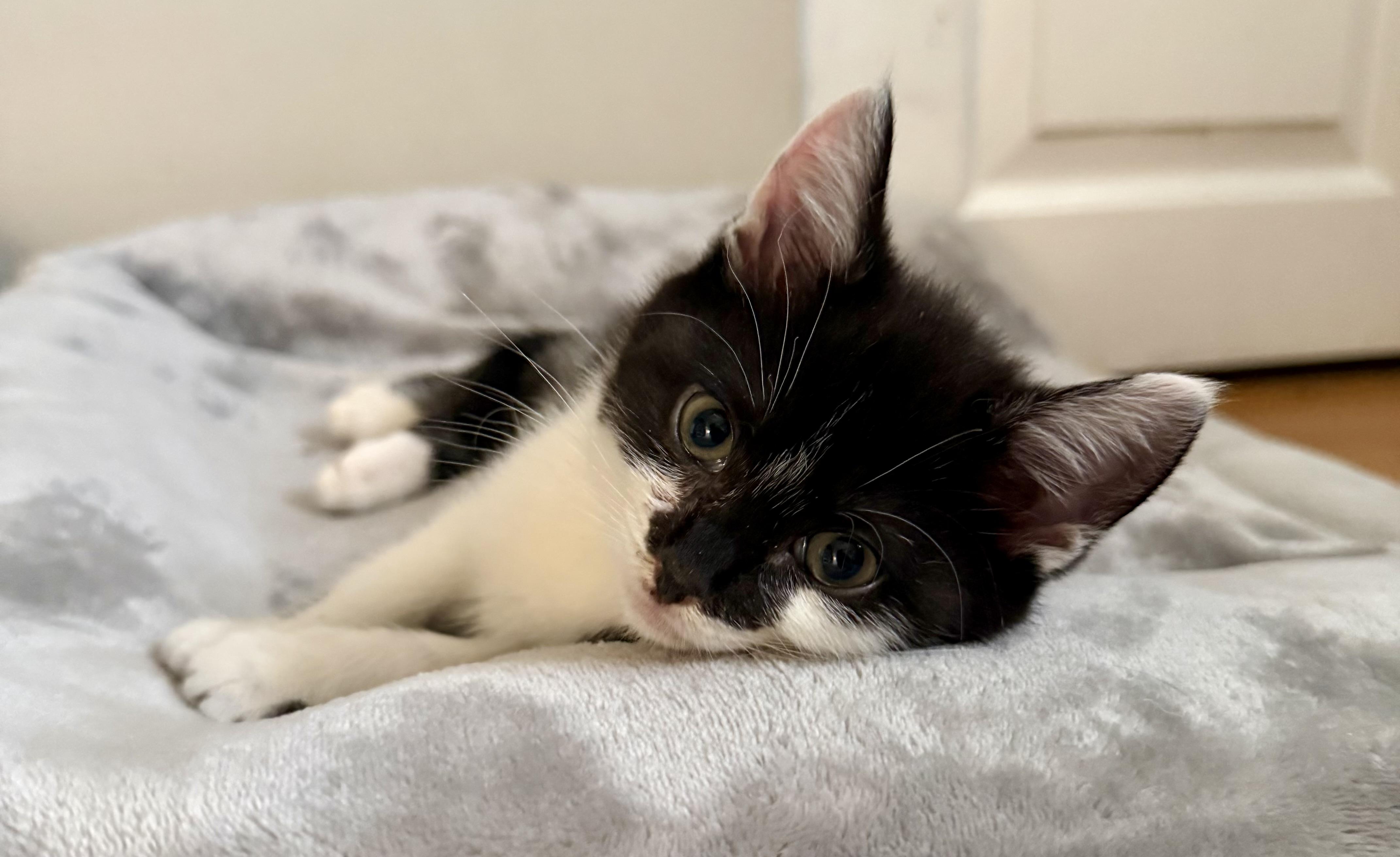 Ulrick, adopted, Kitten Male Domestic Short Hair & Tuxedo.
