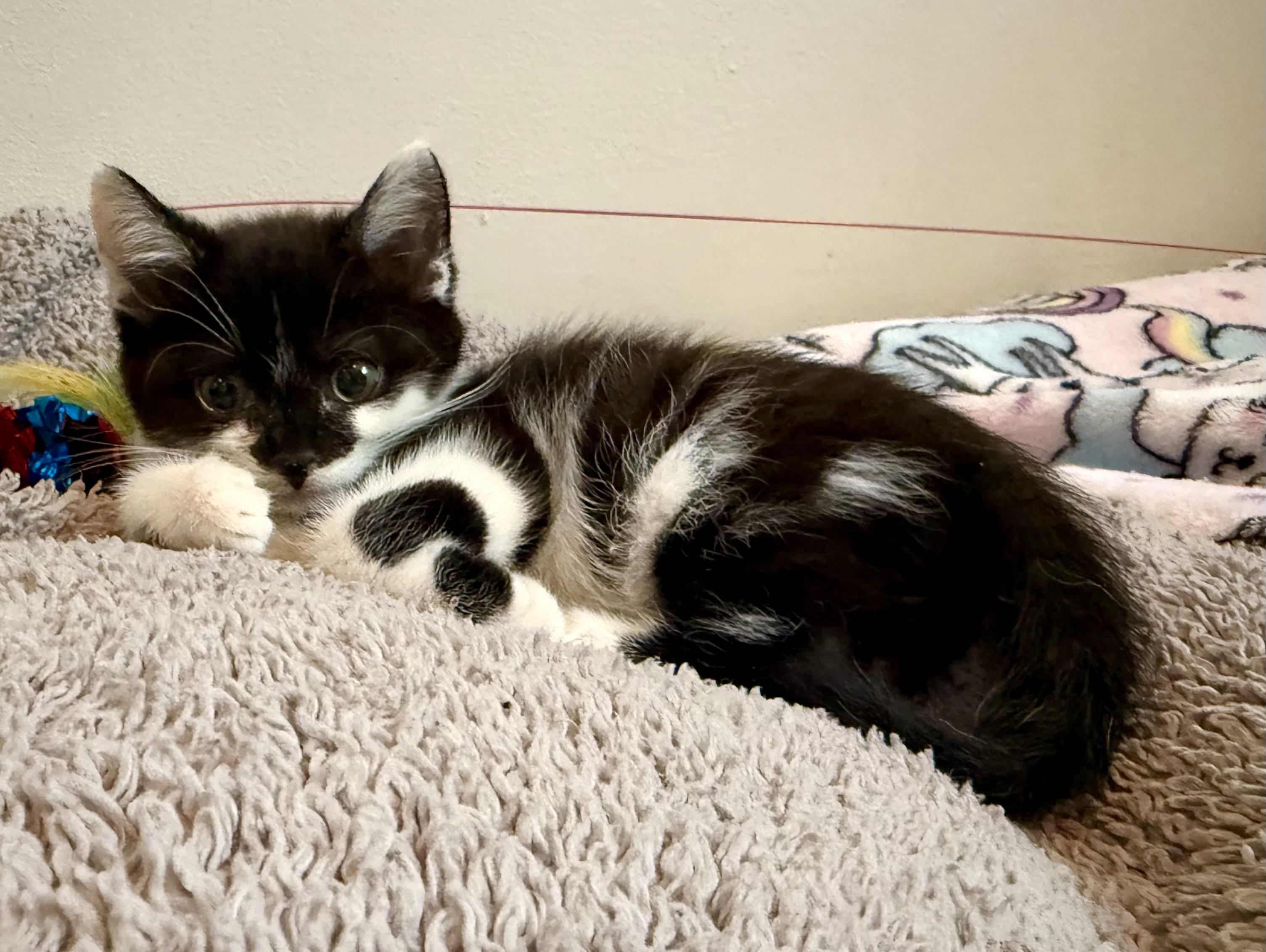 Enlarge Ulrick, an adopted mixed breed in Turnersville, NJ image 4/4