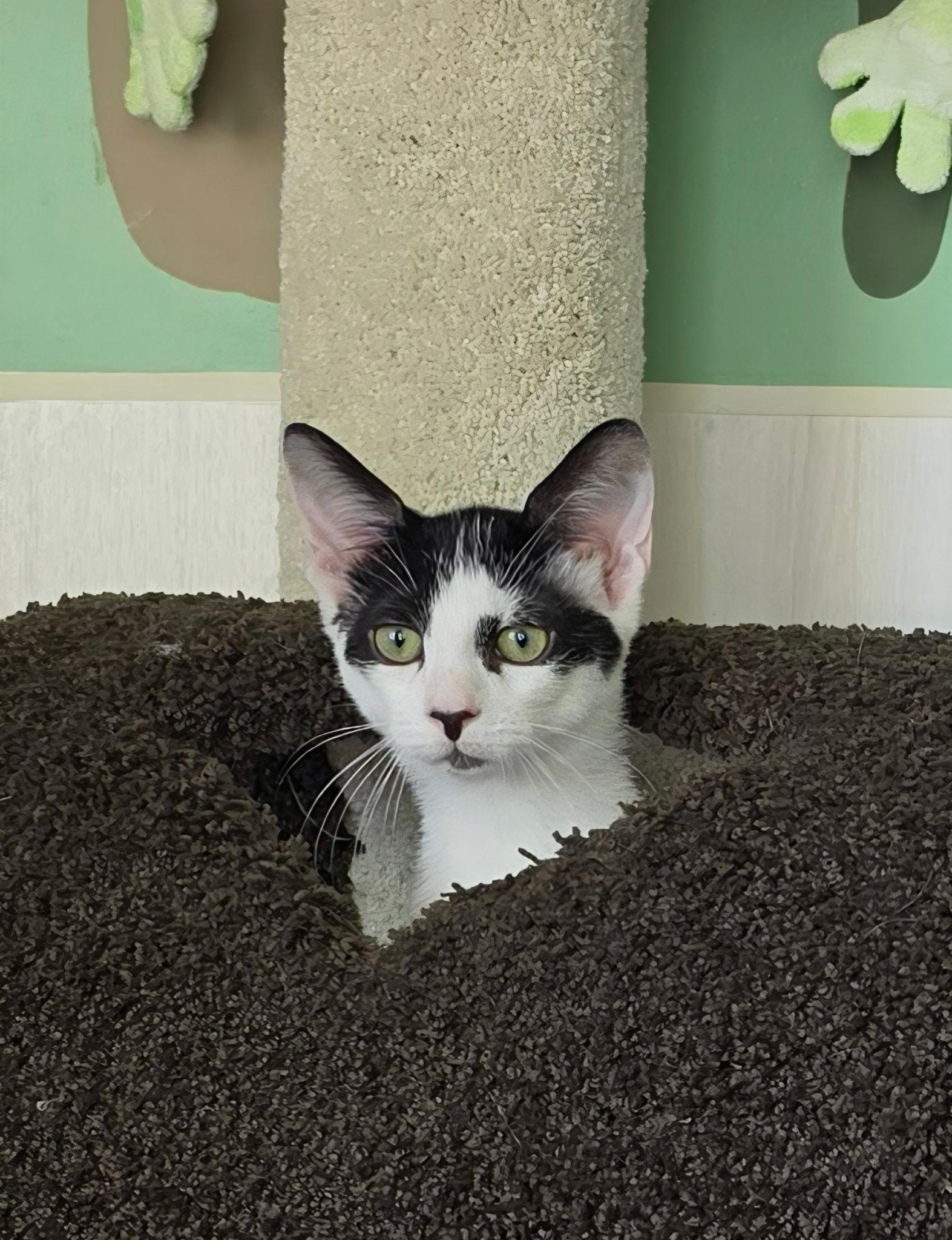 Enlarge Caterpillar, an adoptable Domestic Short Hair in Delmar, NY image 3/3