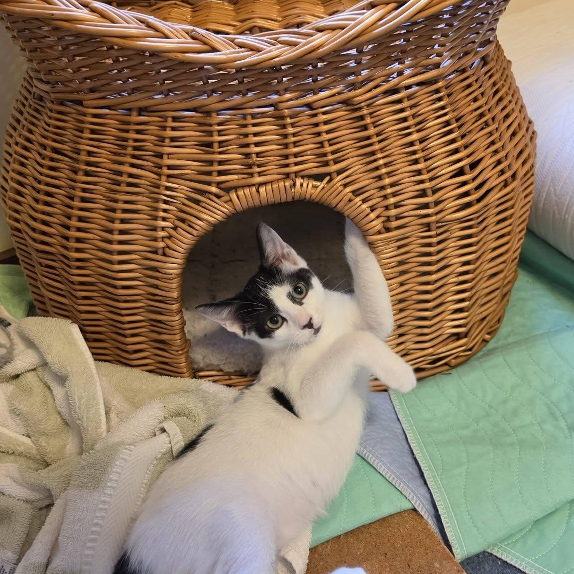 Caterpillar, adoptable, Kitten Male Domestic Short Hair.