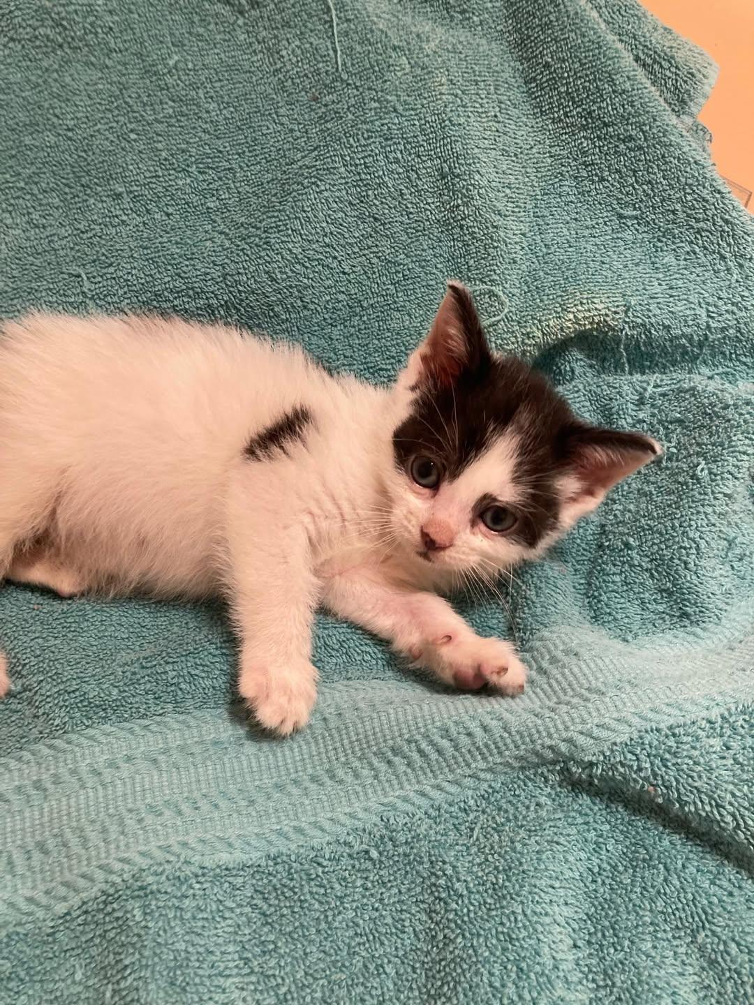 Enlarge Caterpillar, an adoptable Domestic Short Hair in Delmar, NY image 2/3