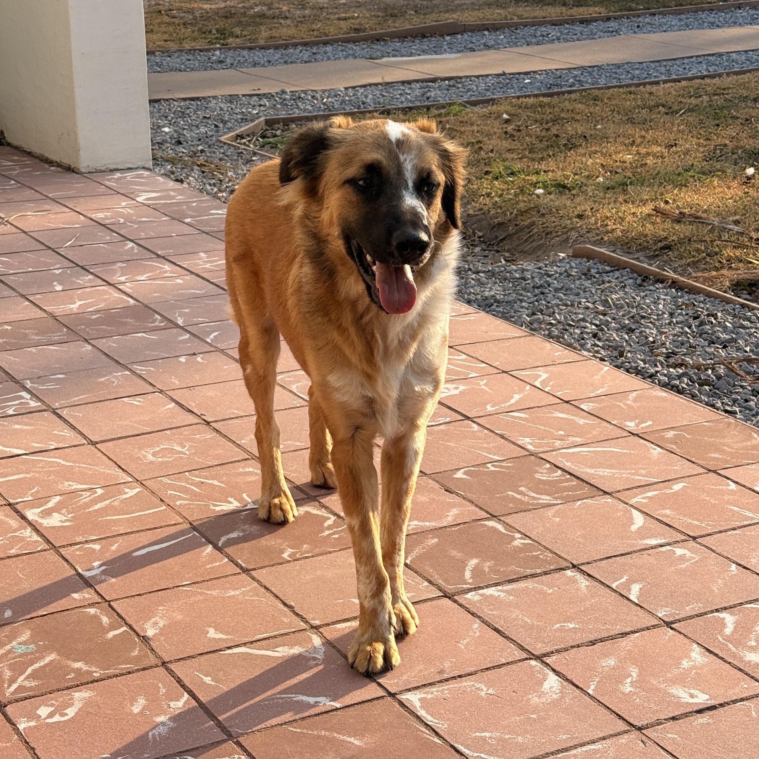 Baron, a Adoptable Australian Shepherd in Austin, TX image 5/5