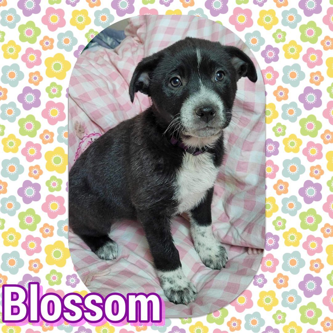Blossom , Adopted, Puppy Female Border Collie.