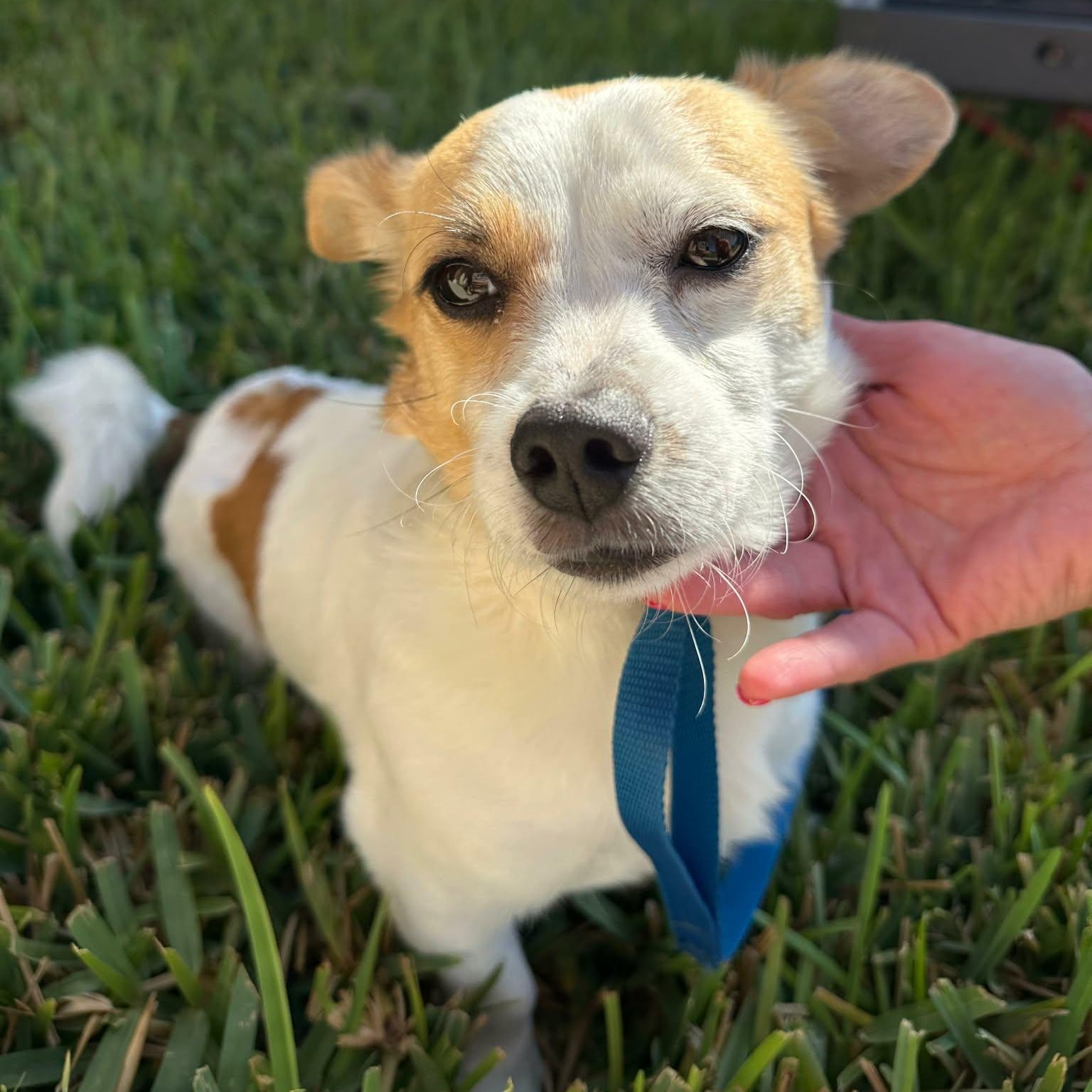 Enlarge Jojo, a Adoptable mixed breed in Nashville, TN image 2/3