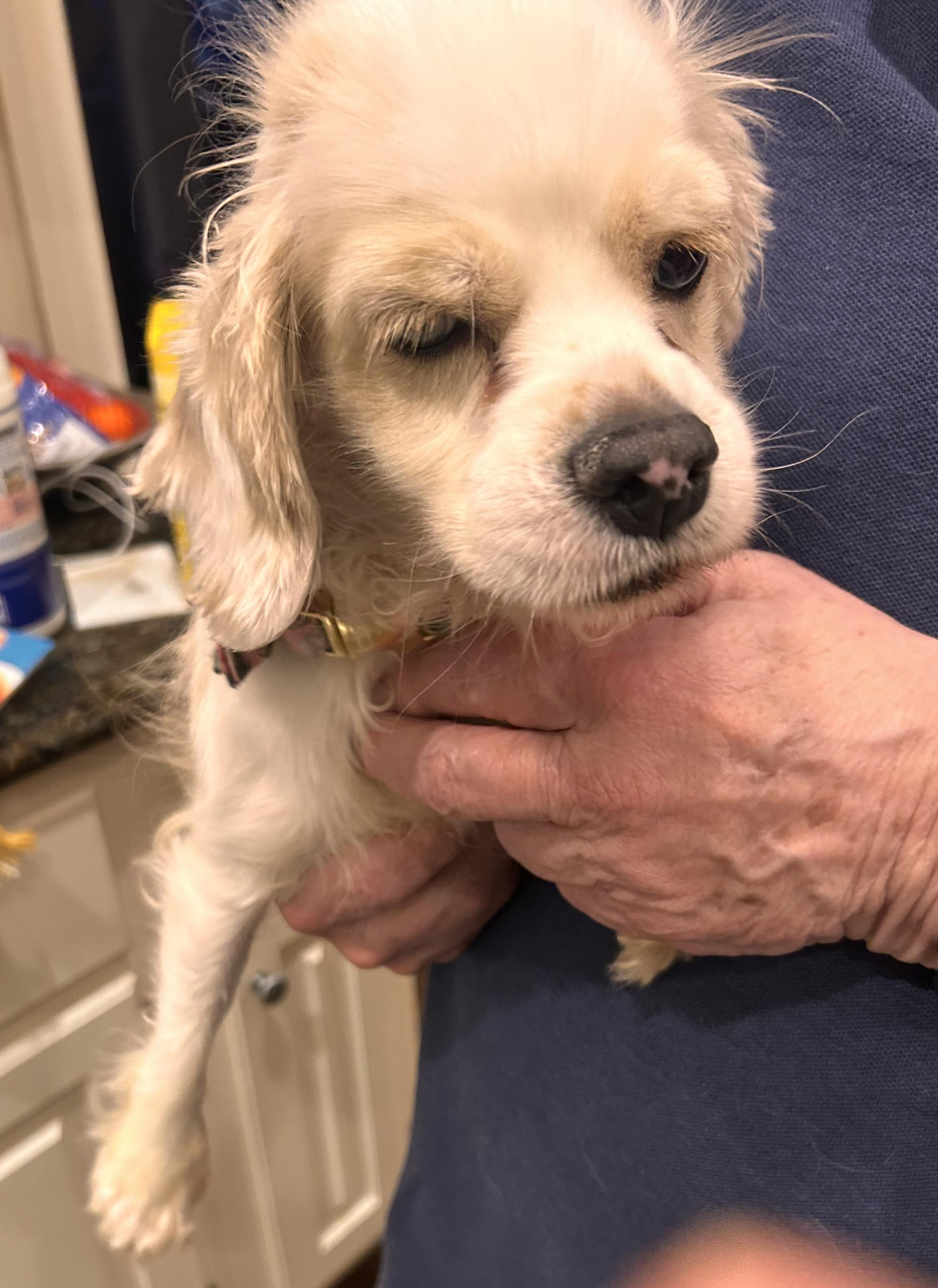 Cruella, ADOPTABLE, Adult Female Cocker Spaniel.