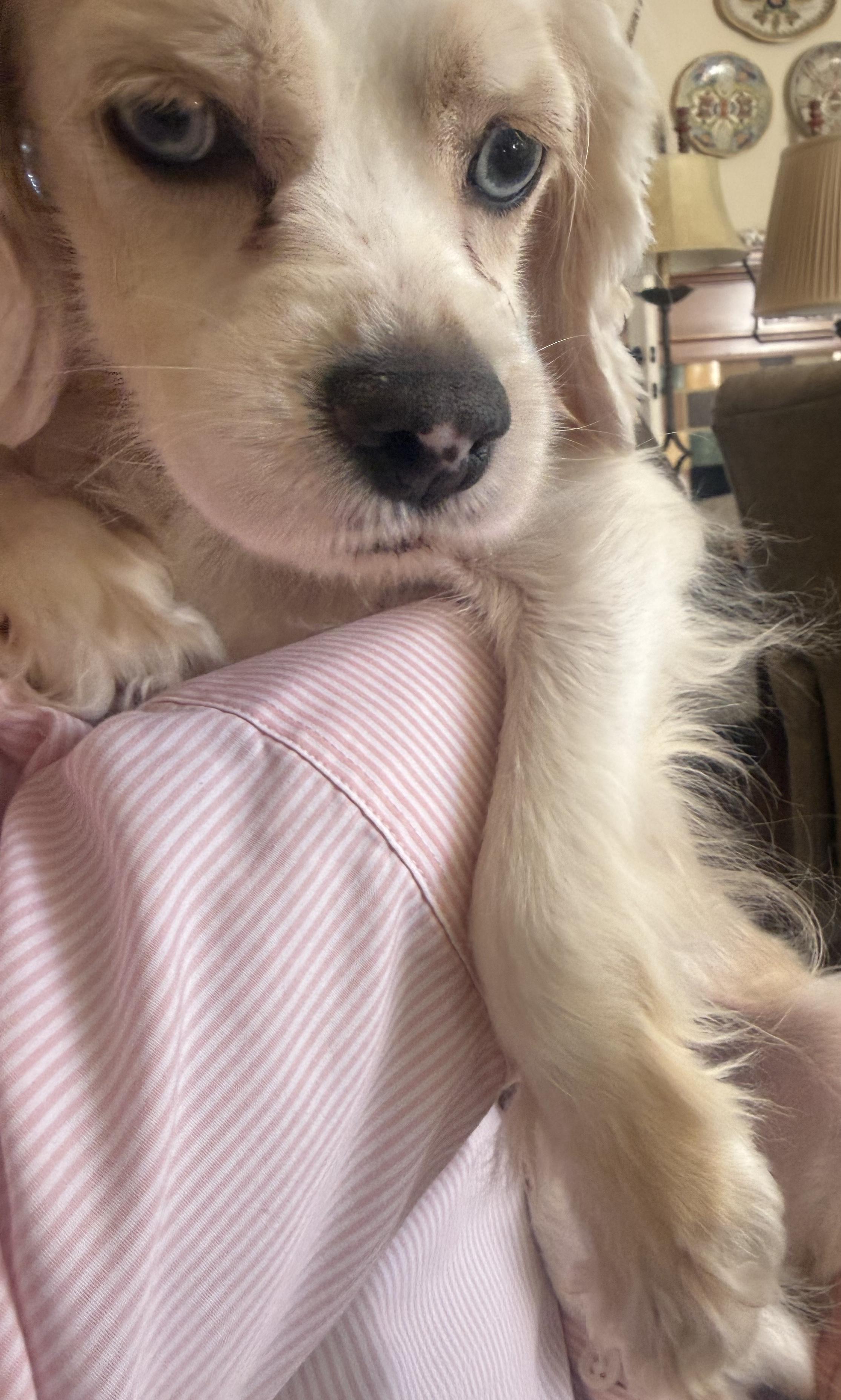 Enlarge Cruella, a ADOPTABLE Cocker Spaniel in Memphis, TN image 5/6