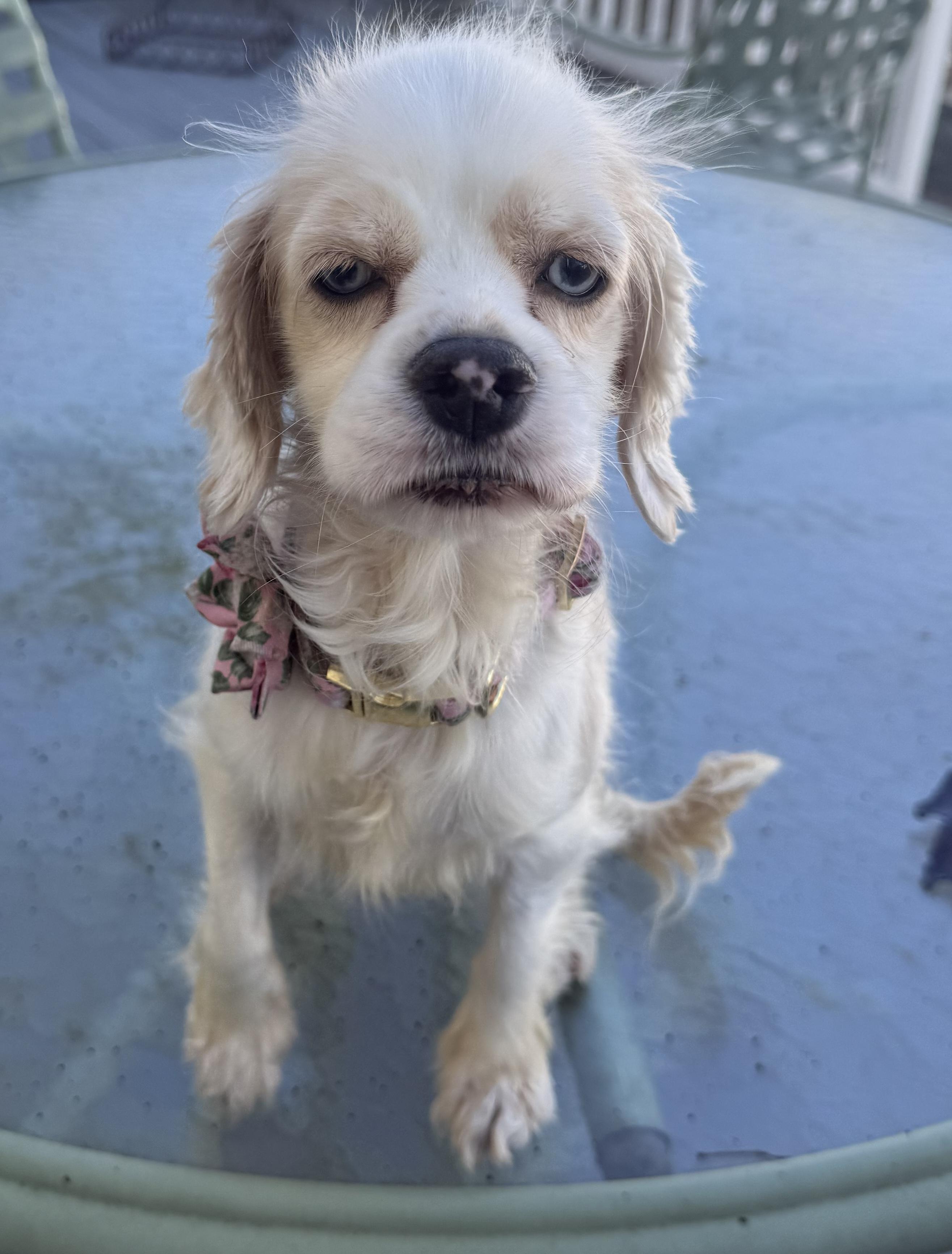 Enlarge Cruella, a ADOPTABLE Cocker Spaniel in Memphis, TN image 4/6