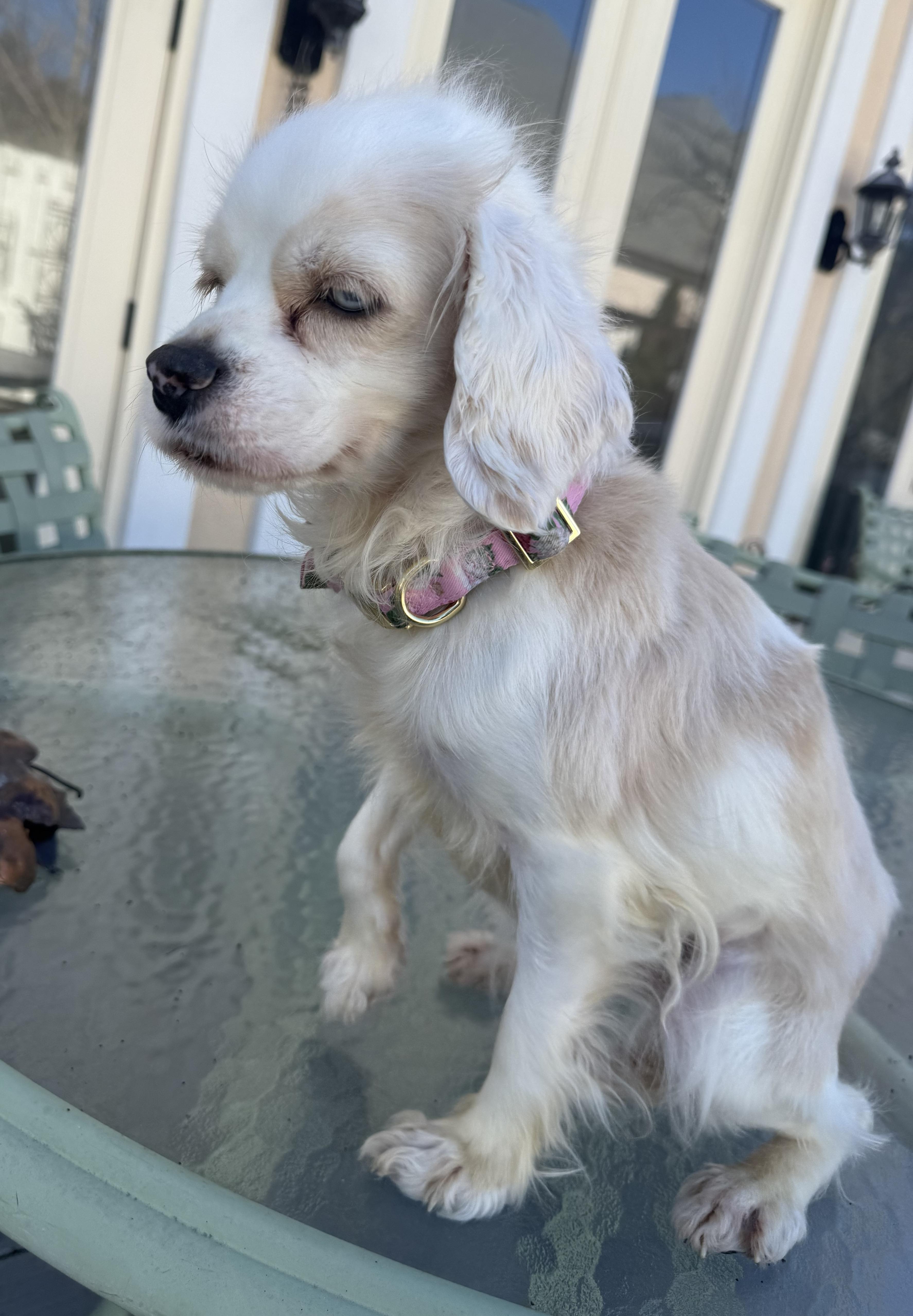 Enlarge Cruella, a ADOPTABLE Cocker Spaniel in Memphis, TN image 6/6