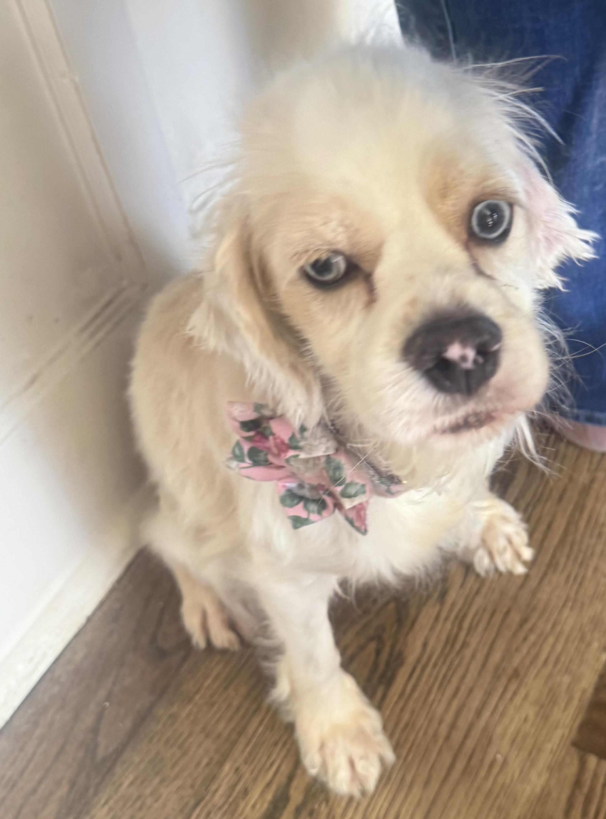 Enlarge Cruella, a ADOPTABLE Cocker Spaniel in Memphis, TN image 2/6