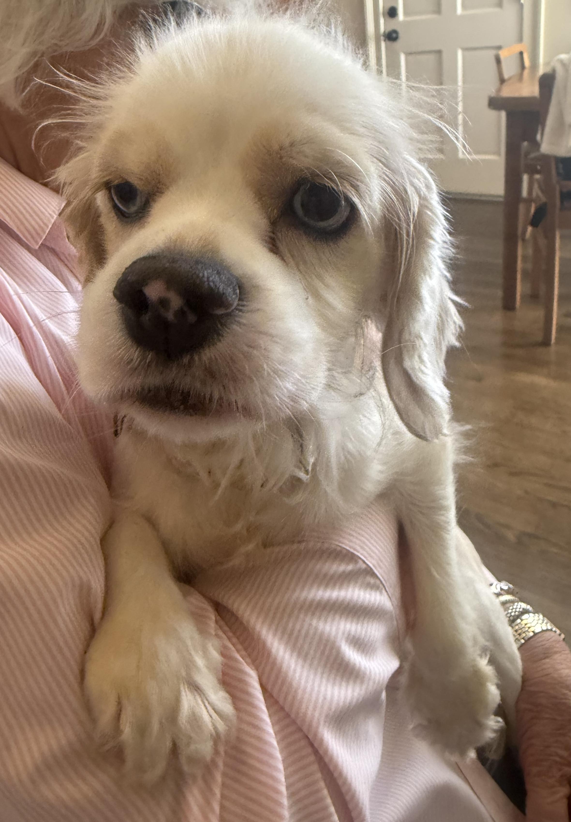 Enlarge Cruella, a ADOPTABLE Cocker Spaniel in Memphis, TN image 3/6