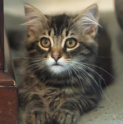 Mason INQUISITIVE PURR MACHINE, an adoptable mixed breed in Bethel, CT image 2/2