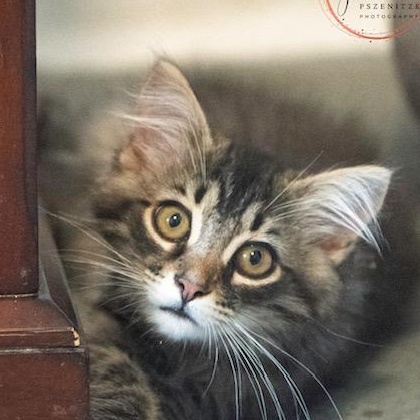 Mason INQUISITIVE PURR MACHINE, an adoptable mixed breed in Bethel, CT image 1/2