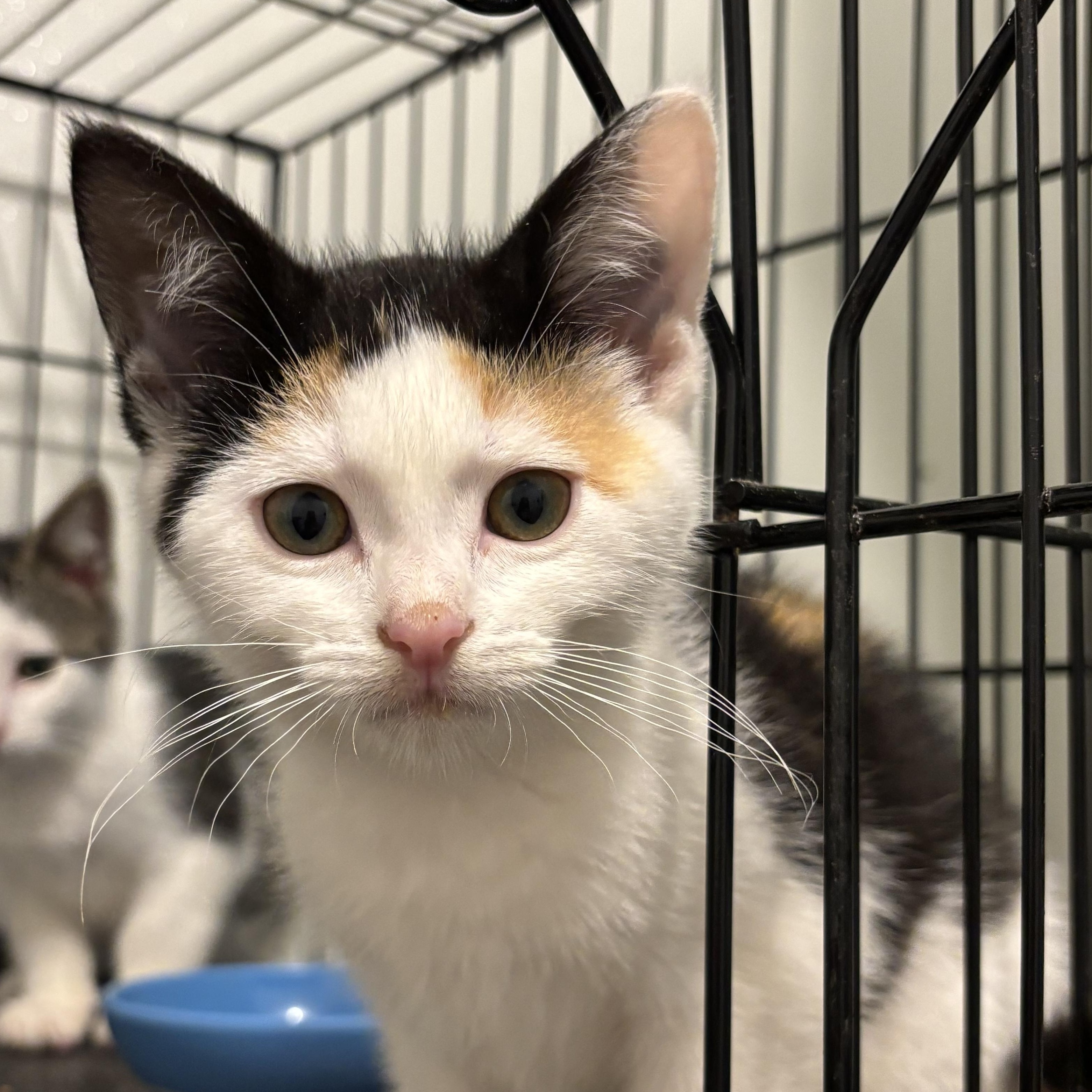 Pearl Hart, Baby Female Domestic Short Hair