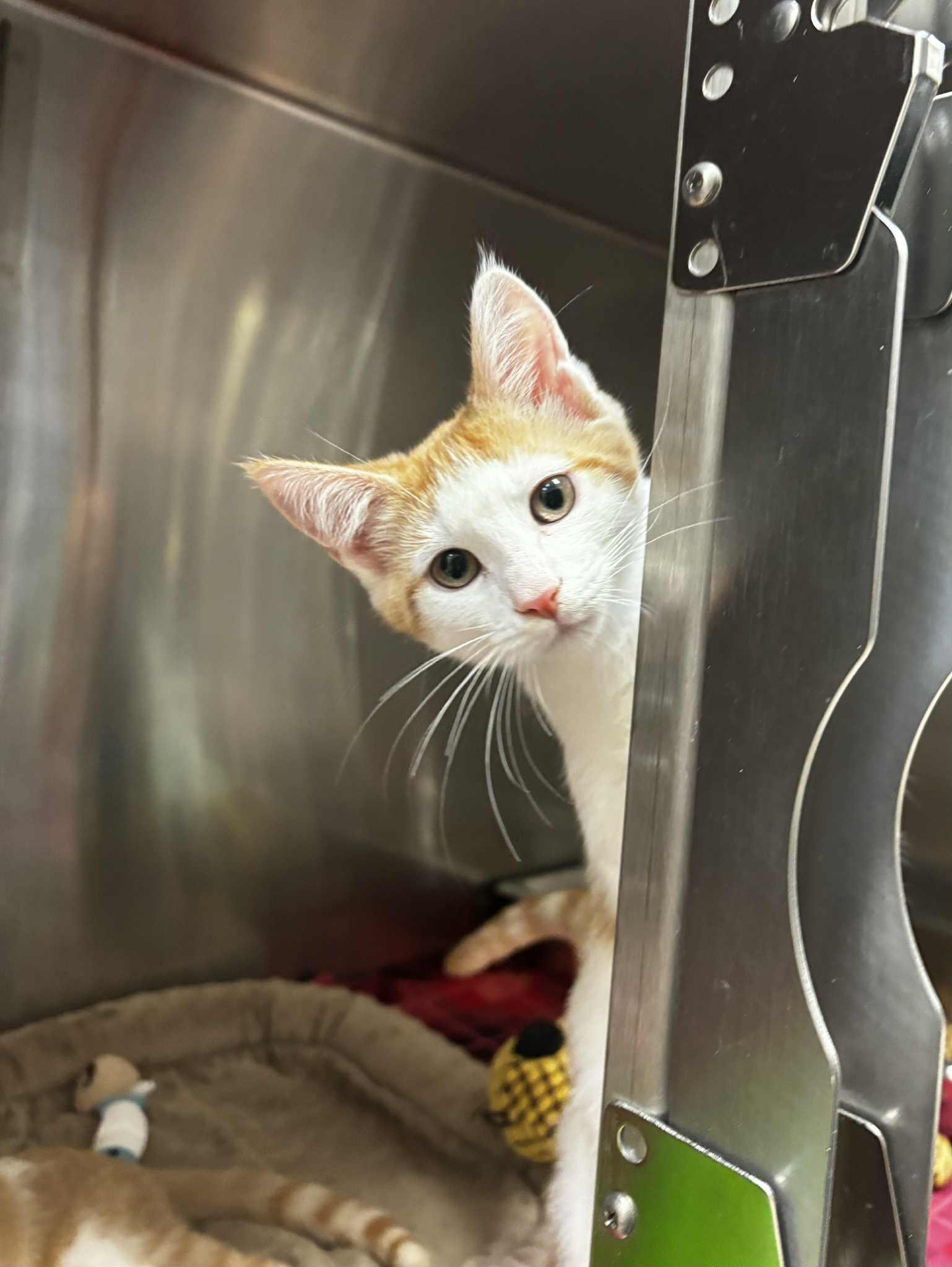 Enlarge Jesse, a Adoptable mixed breed in Chambersburg, PA image 1/1