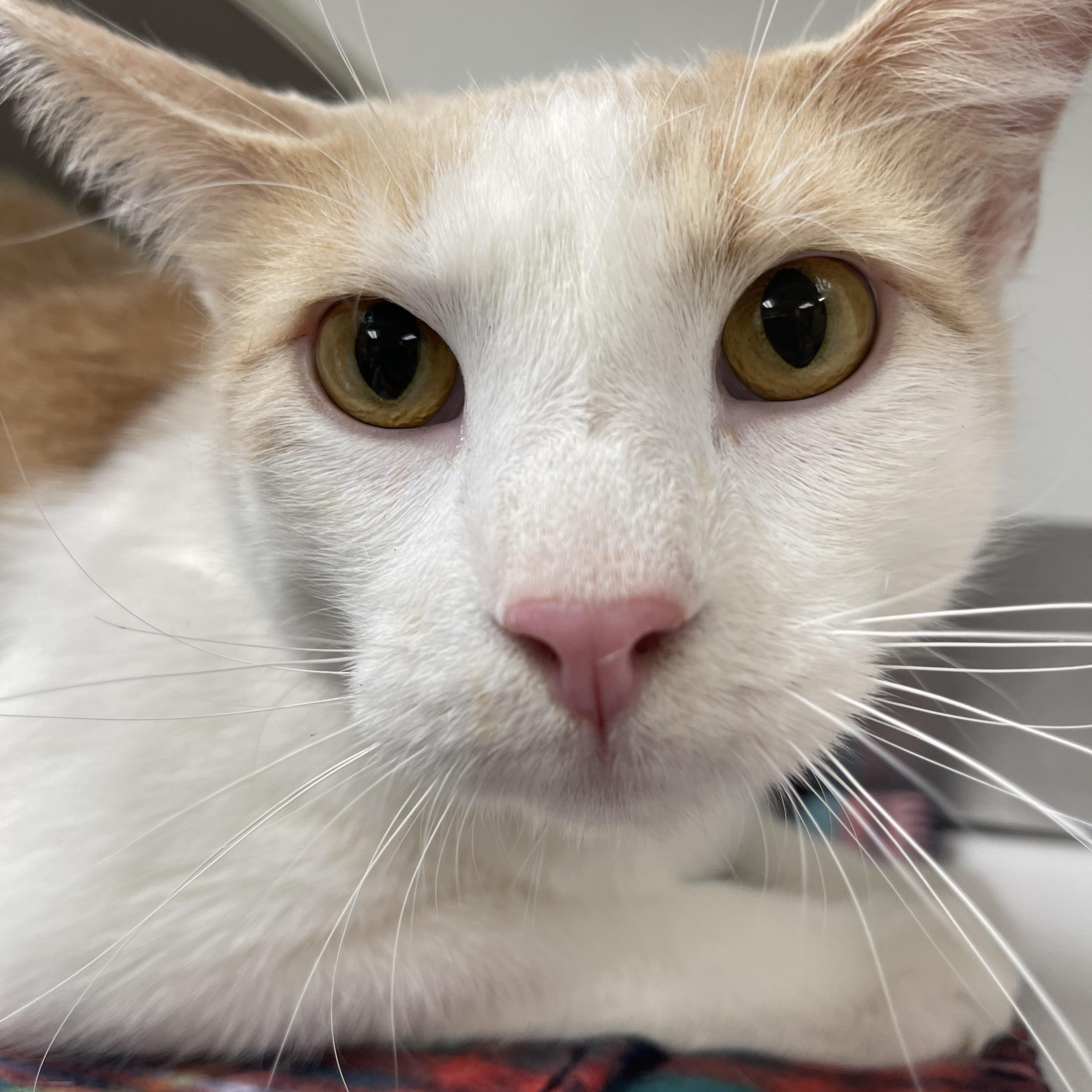 Roscoe, ADOPTABLE, Young Male Domestic Short Hair.