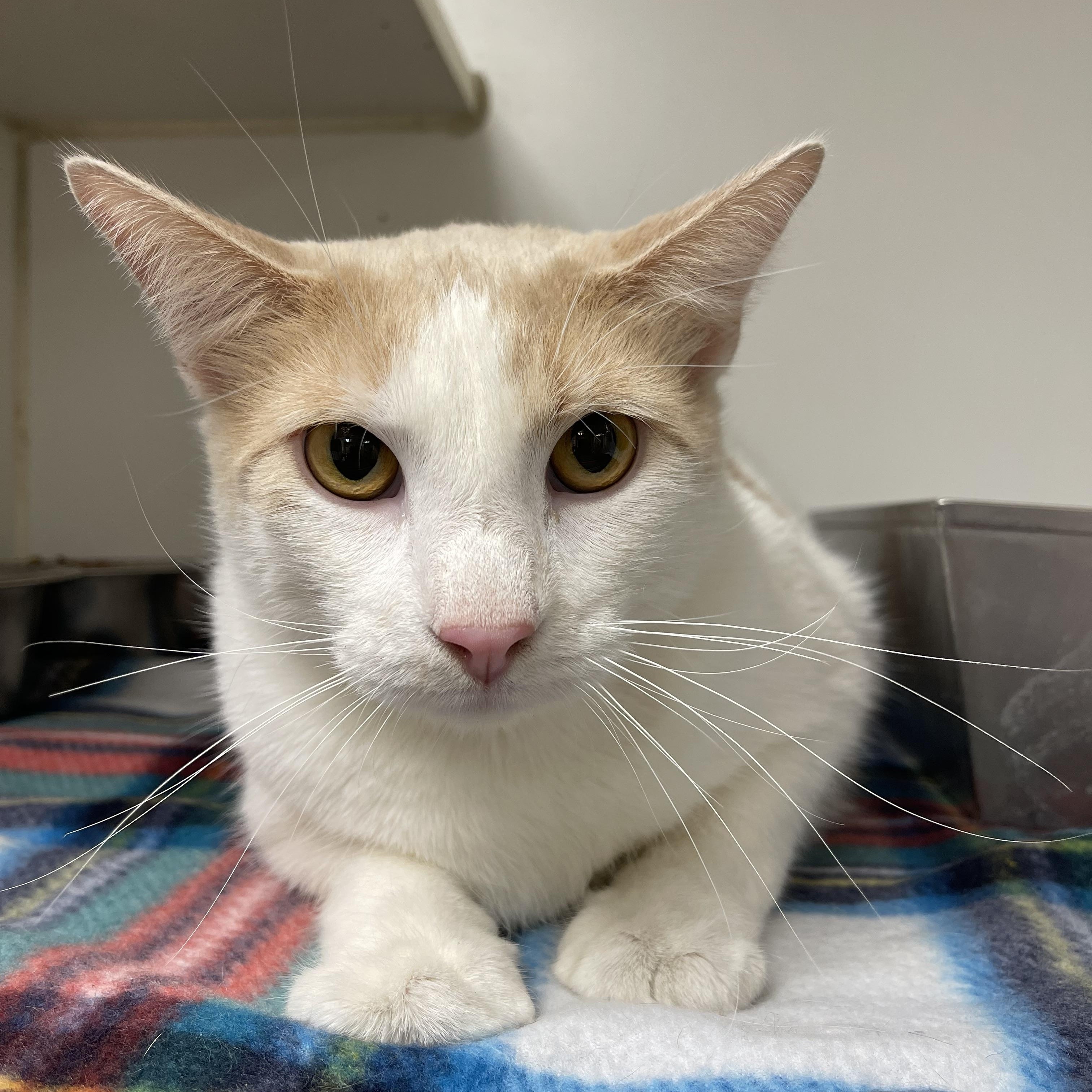 Enlarge Roscoe, a ADOPTABLE mixed breed in North Kansas City, MO image 2/3