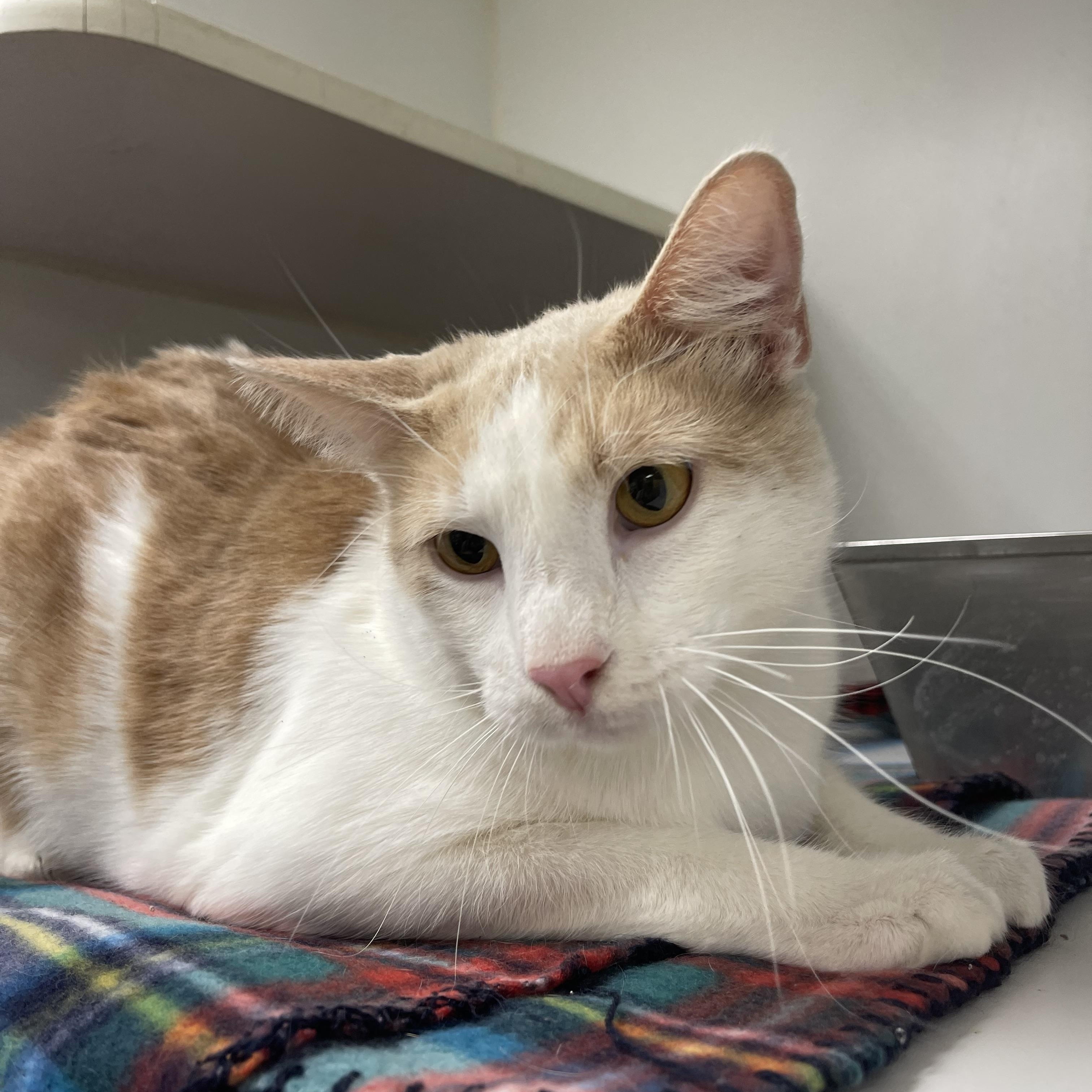 Enlarge Roscoe, a ADOPTABLE mixed breed in North Kansas City, MO image 3/3