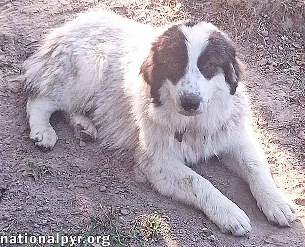 Hazel in CT - Loves Playing With Other Dogs!