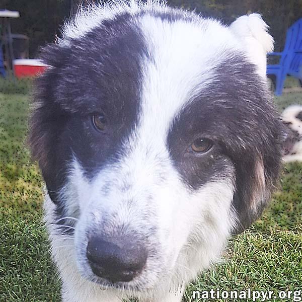 Hazel in CT - Loves Playing With Other Dogs!