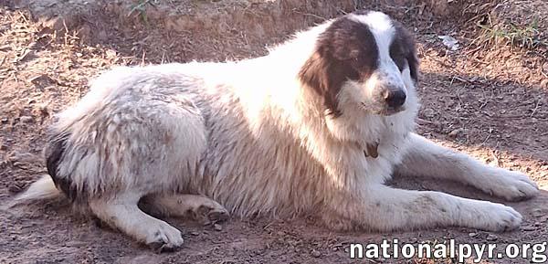 Hazel in CT - Loves Playing With Other Dogs!