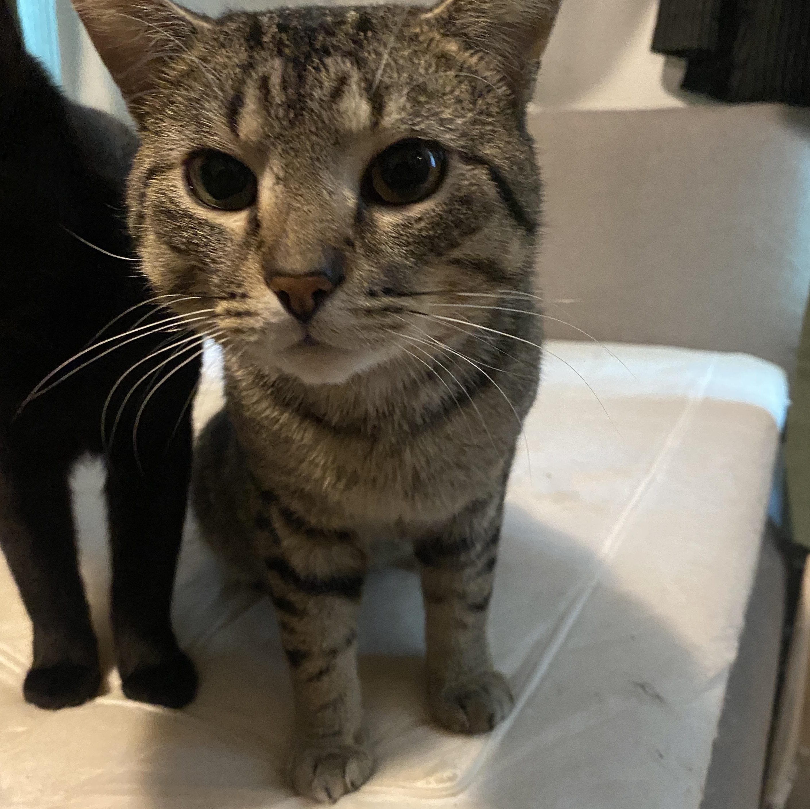 Cooper, a Adoptable Domestic Short Hair in Westville, NJ image 1/6